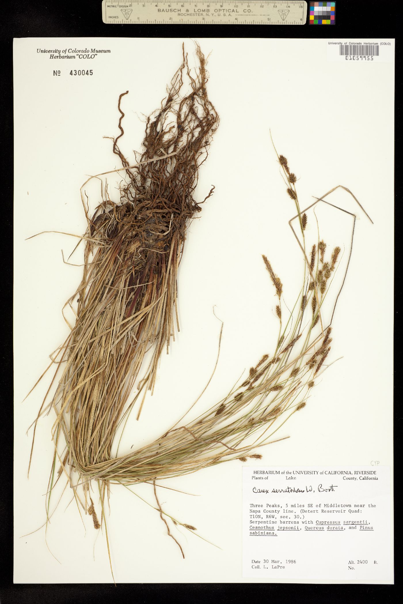 Carex serratodens image