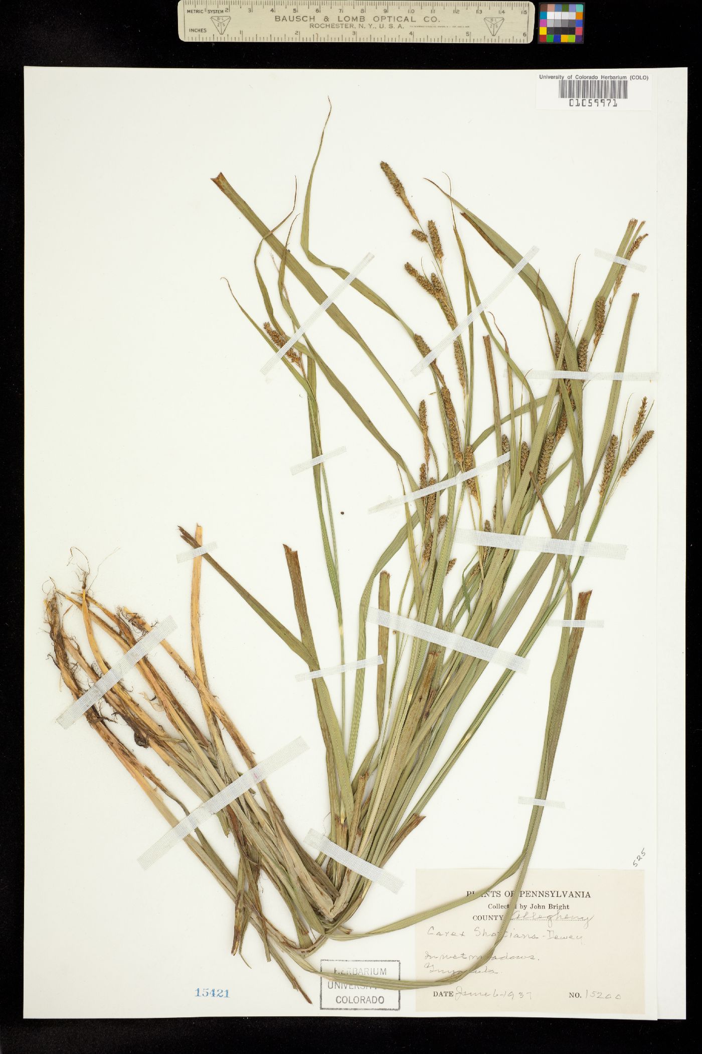 Carex shortiana image