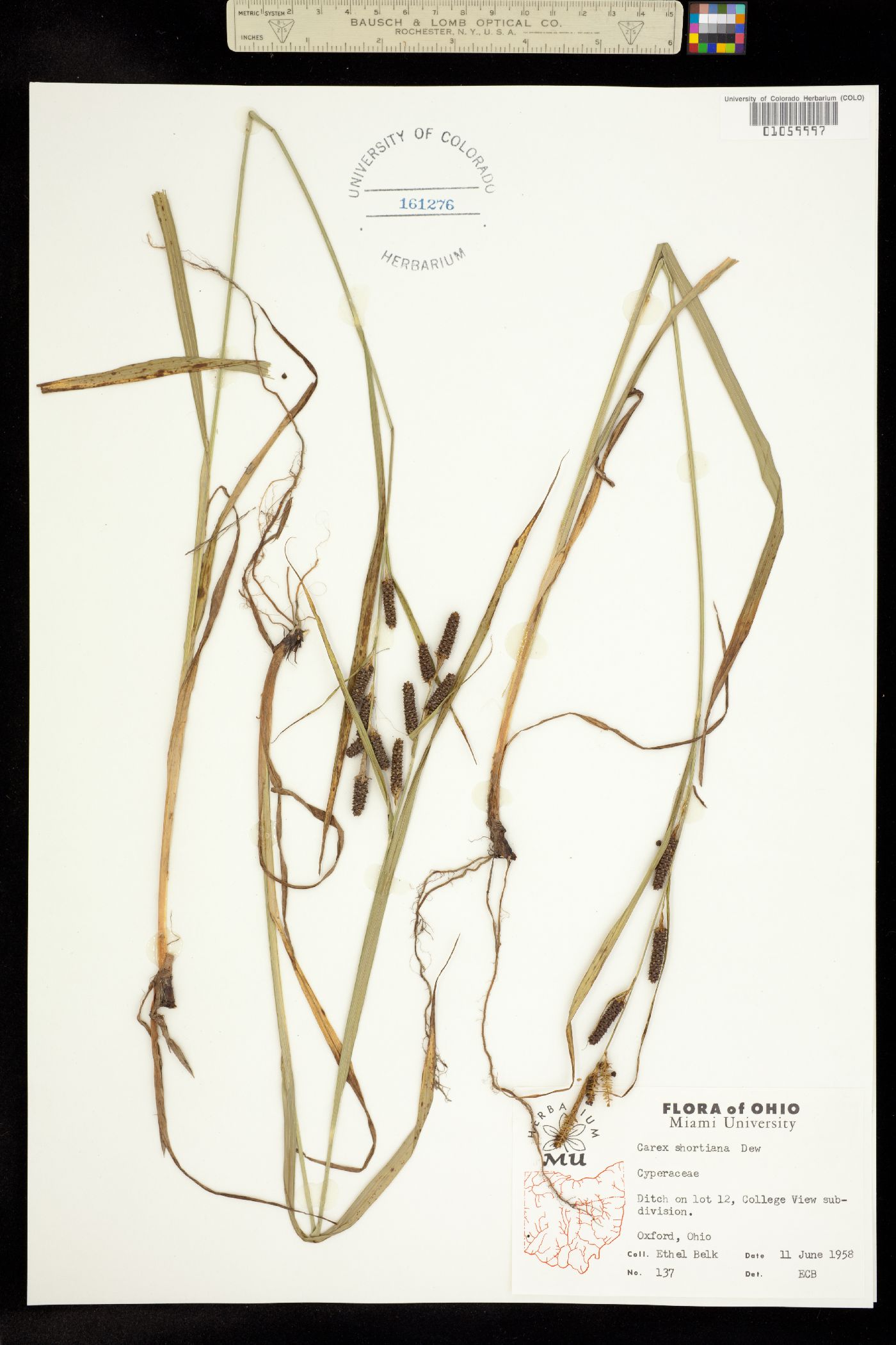 Carex shortiana image