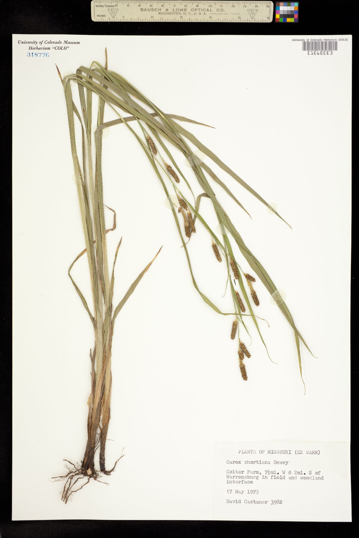 Carex shortiana image