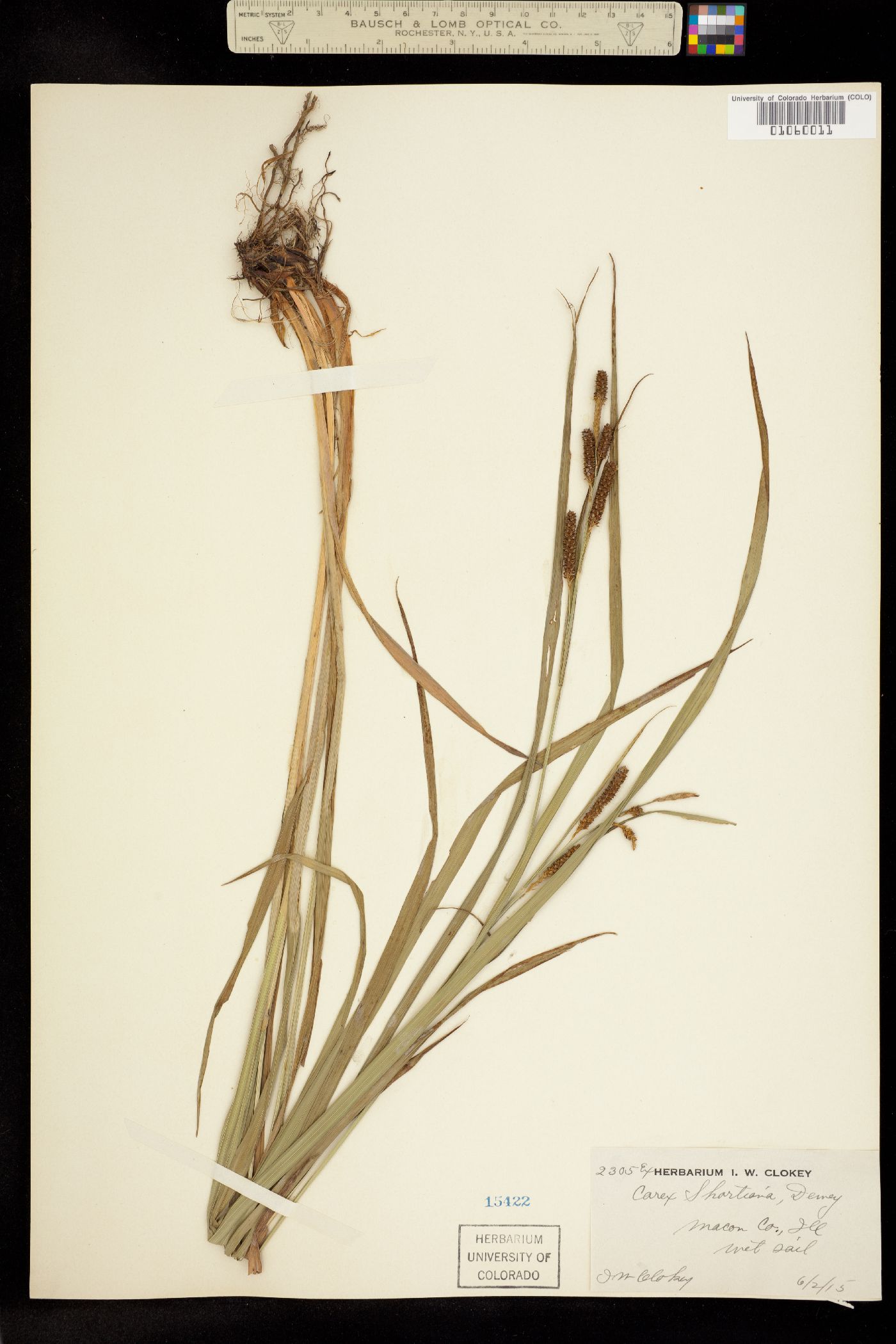 Carex shortiana image