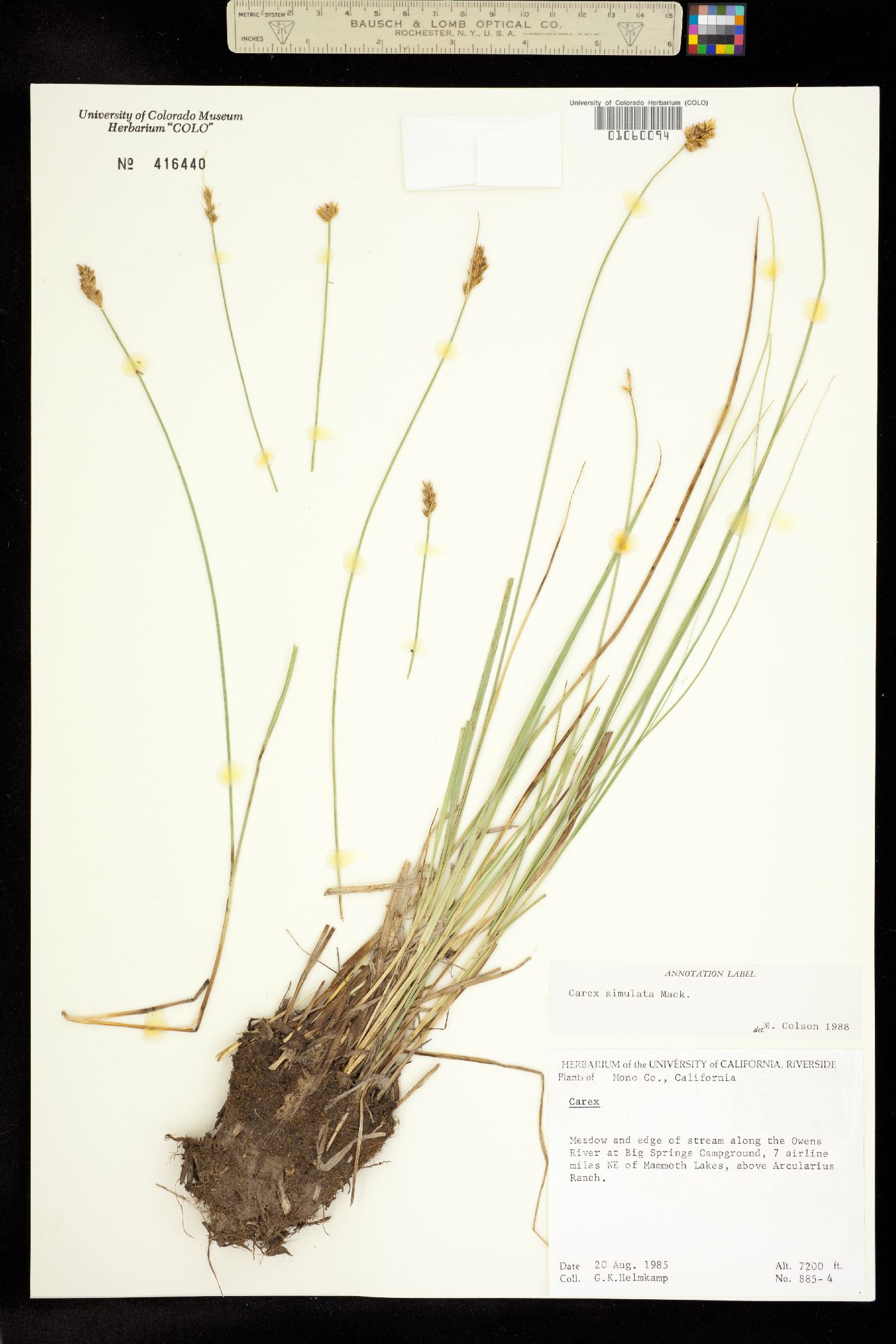 Carex simulata image