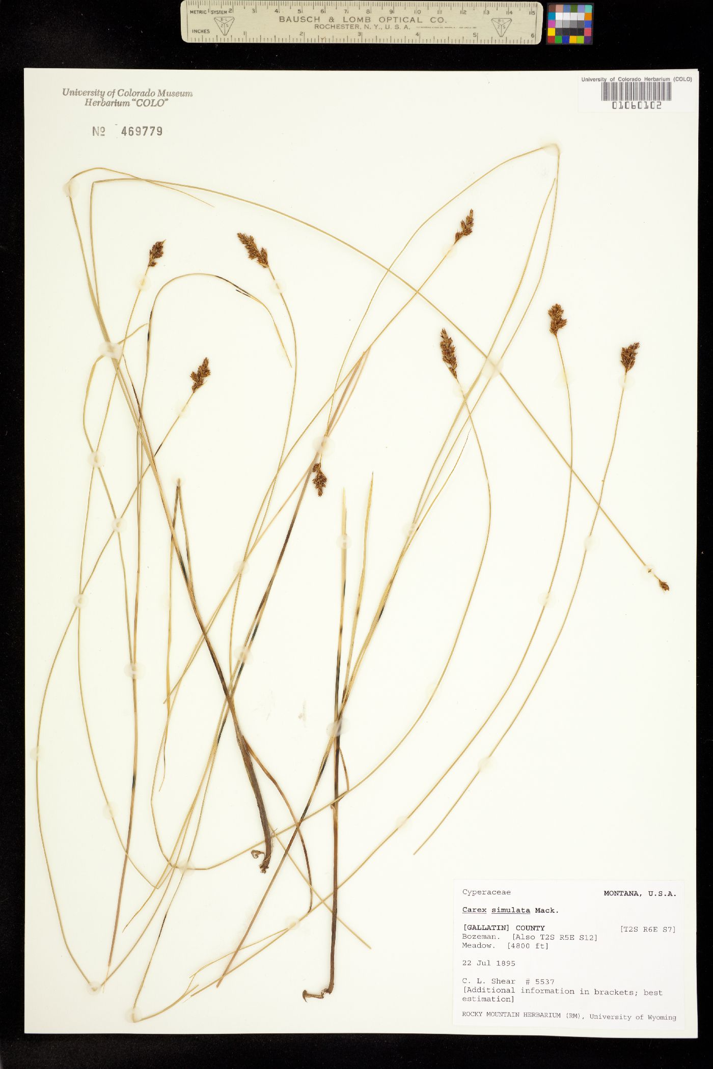 Carex simulata image
