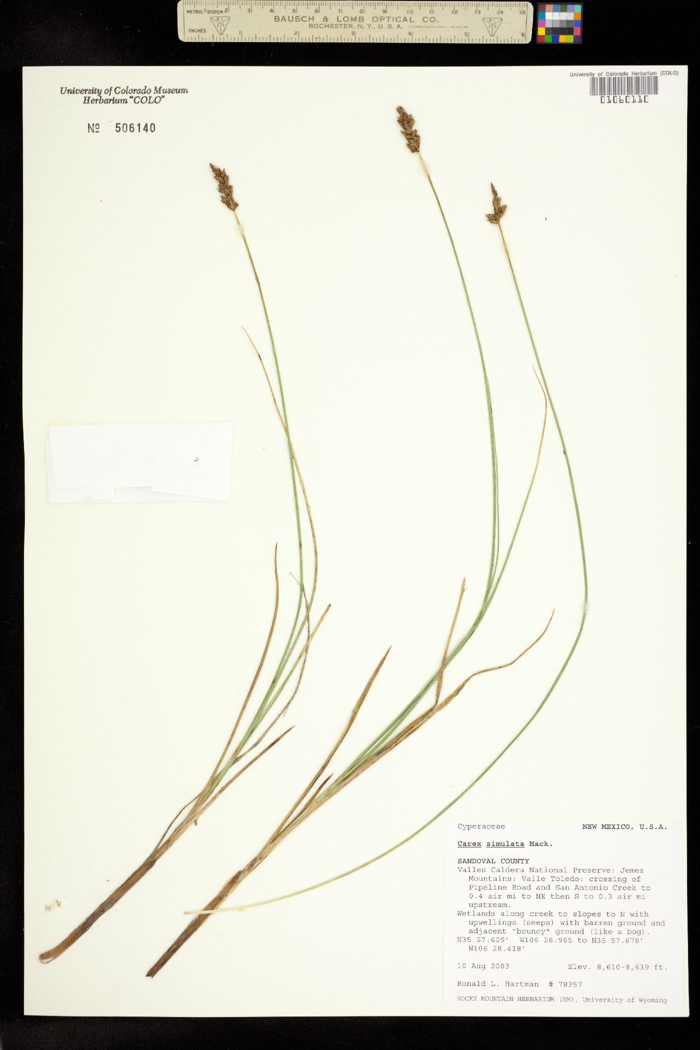 Carex simulata image