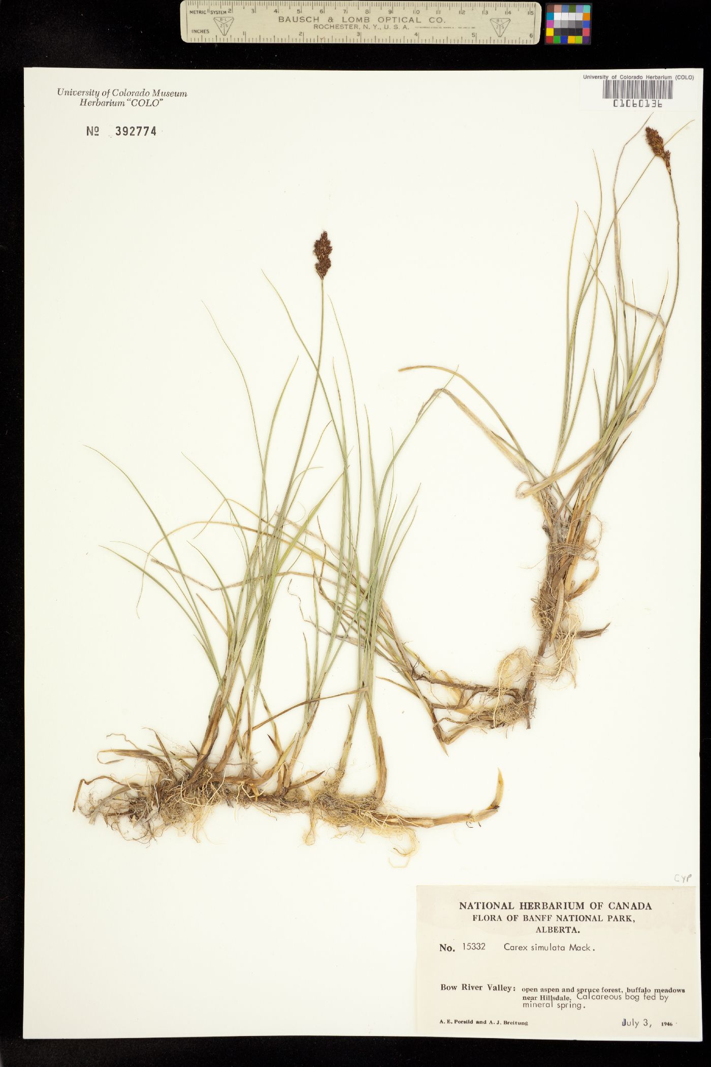 Carex simulata image