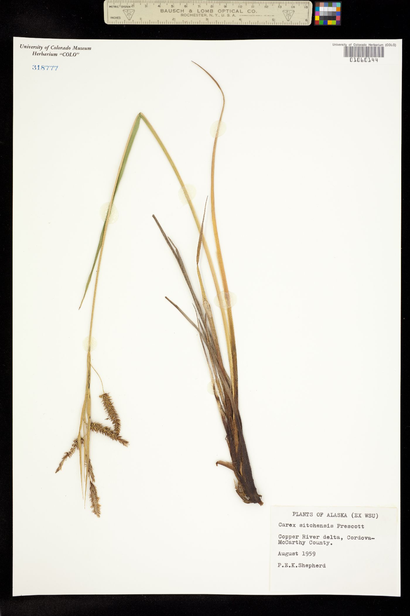 Carex aquatilis var. dives image
