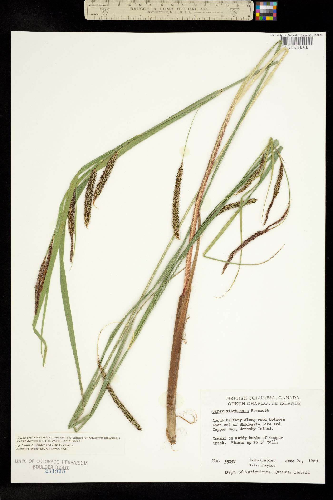 Carex aquatilis var. dives image