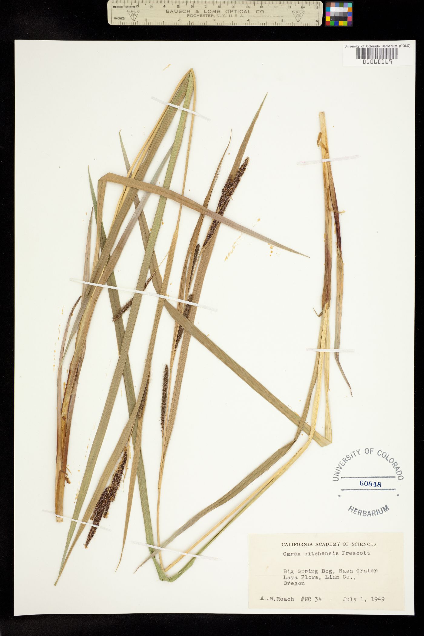 Carex aquatilis var. dives image