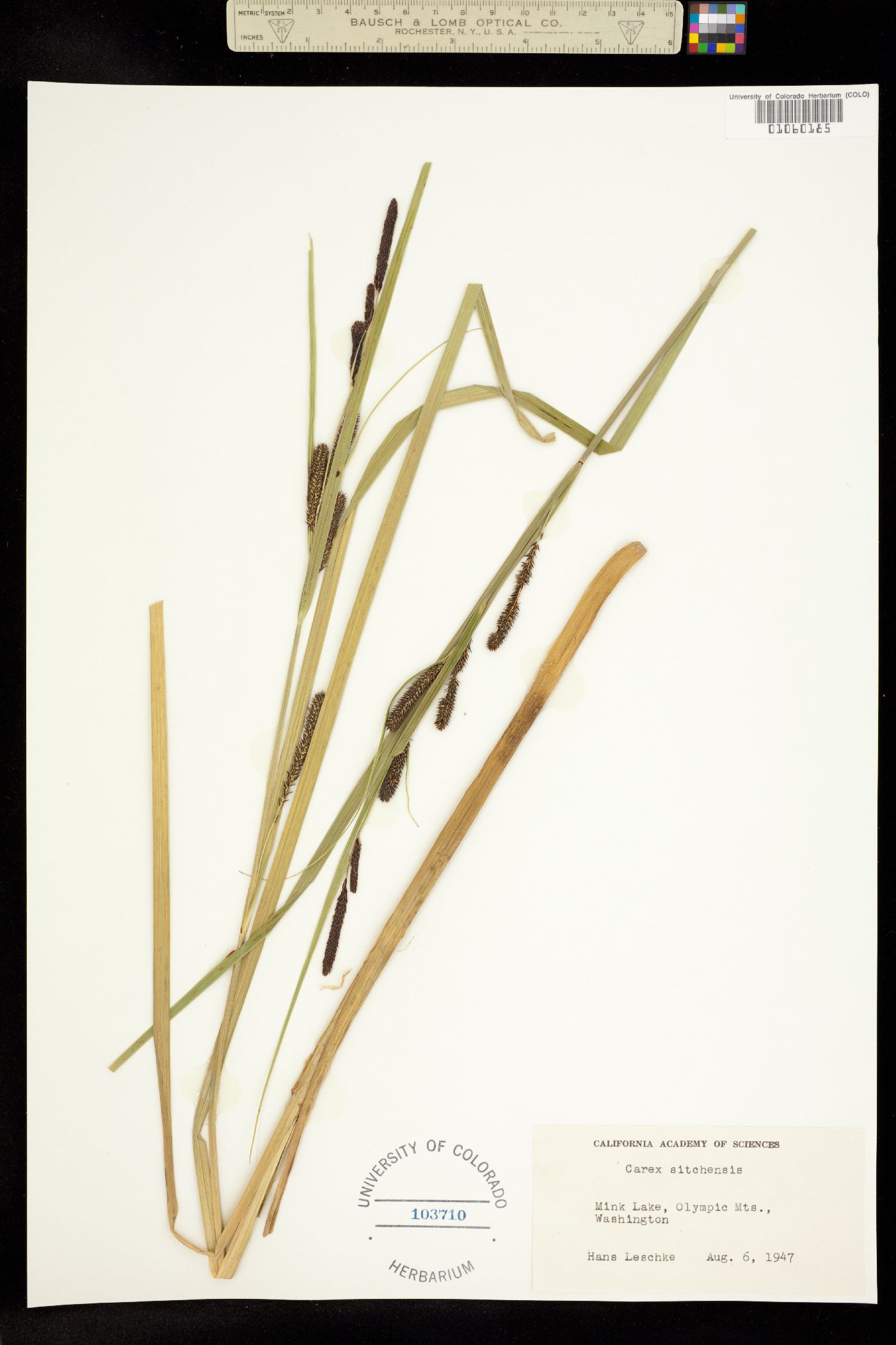 Carex aquatilis var. dives image