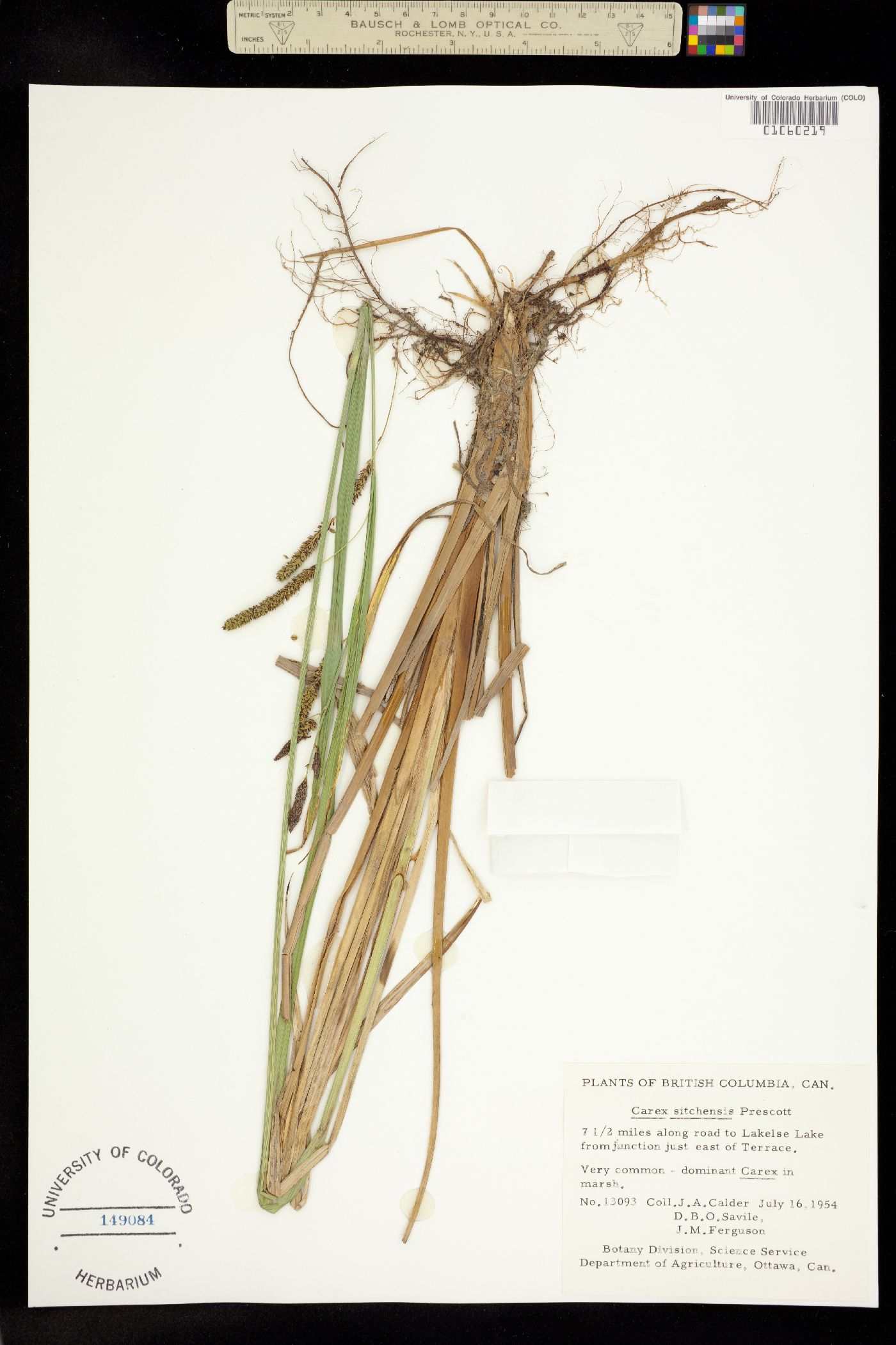 Carex aquatilis var. dives image