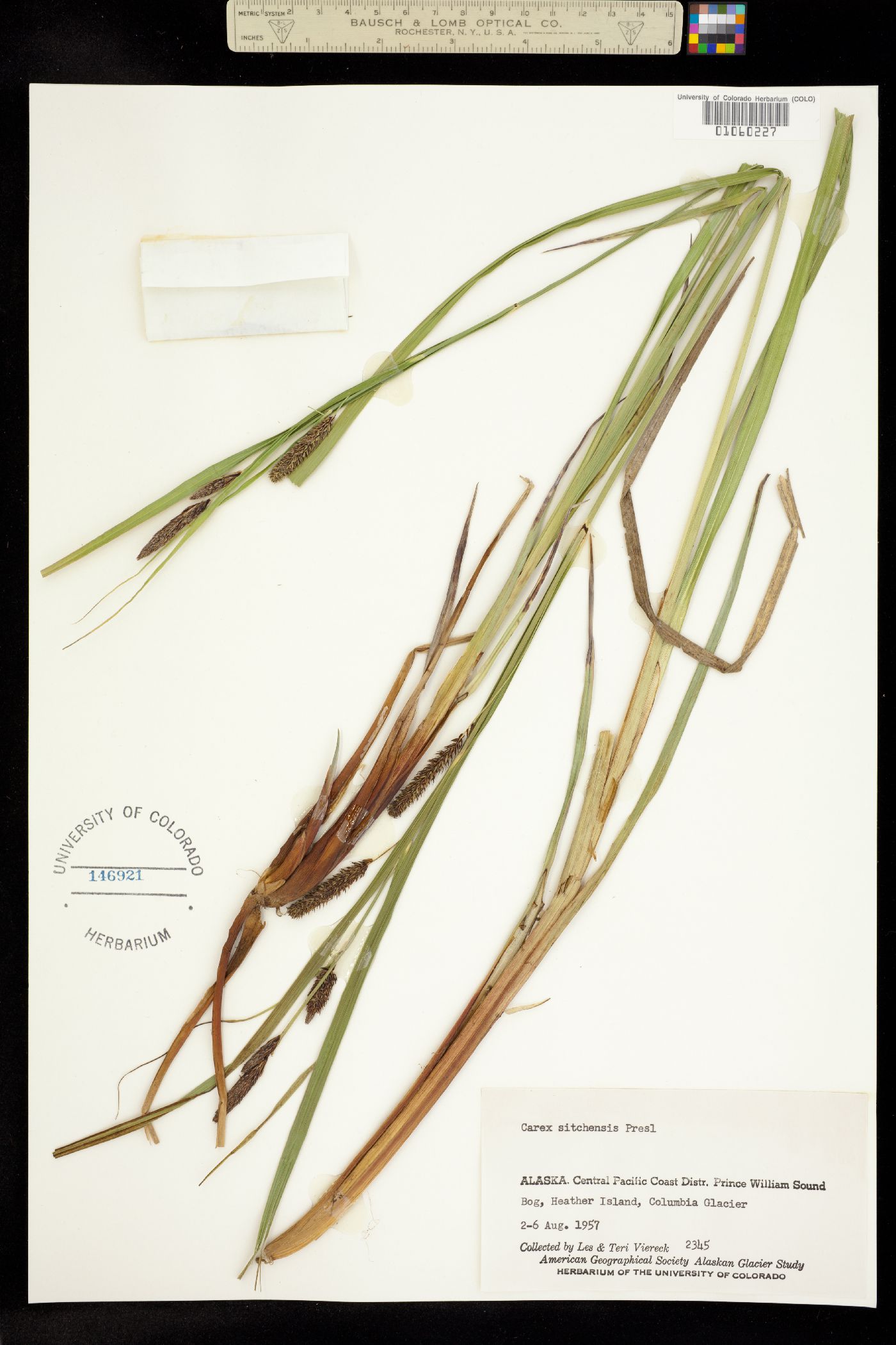 Carex aquatilis var. dives image