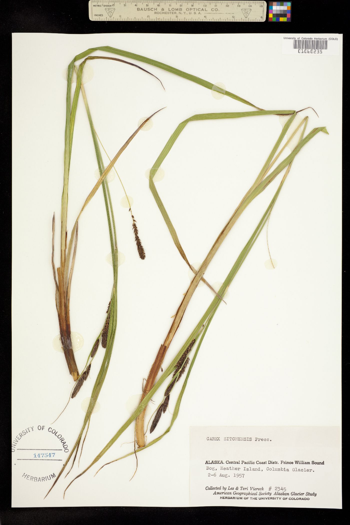 Carex aquatilis var. dives image