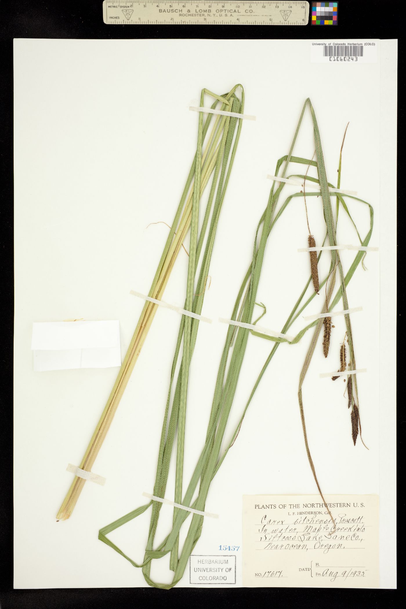 Carex aquatilis var. dives image