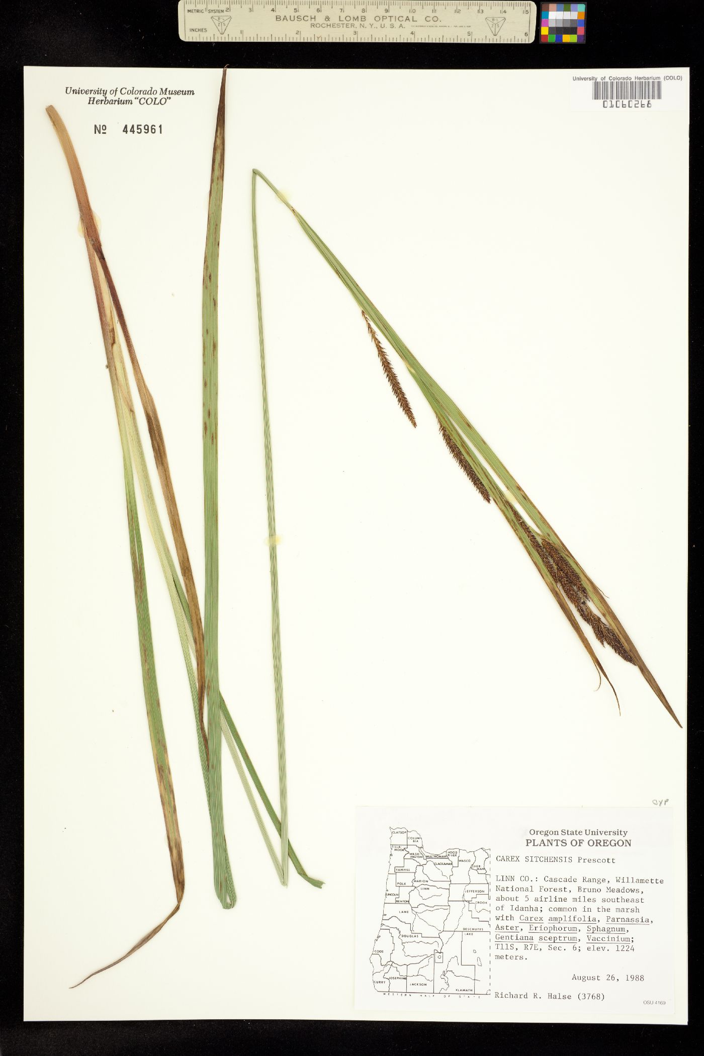 Carex aquatilis var. dives image