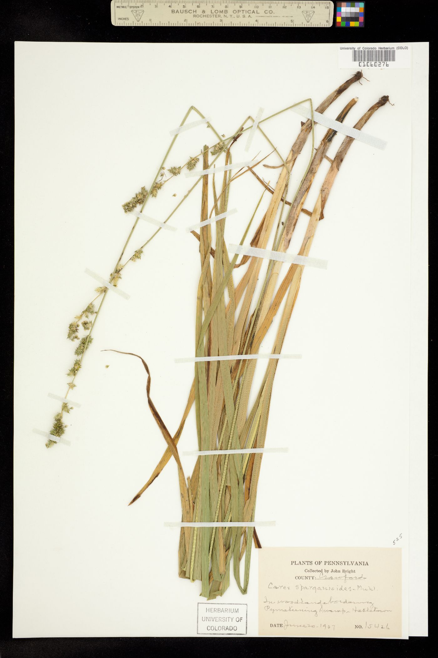 Carex sparganioides image