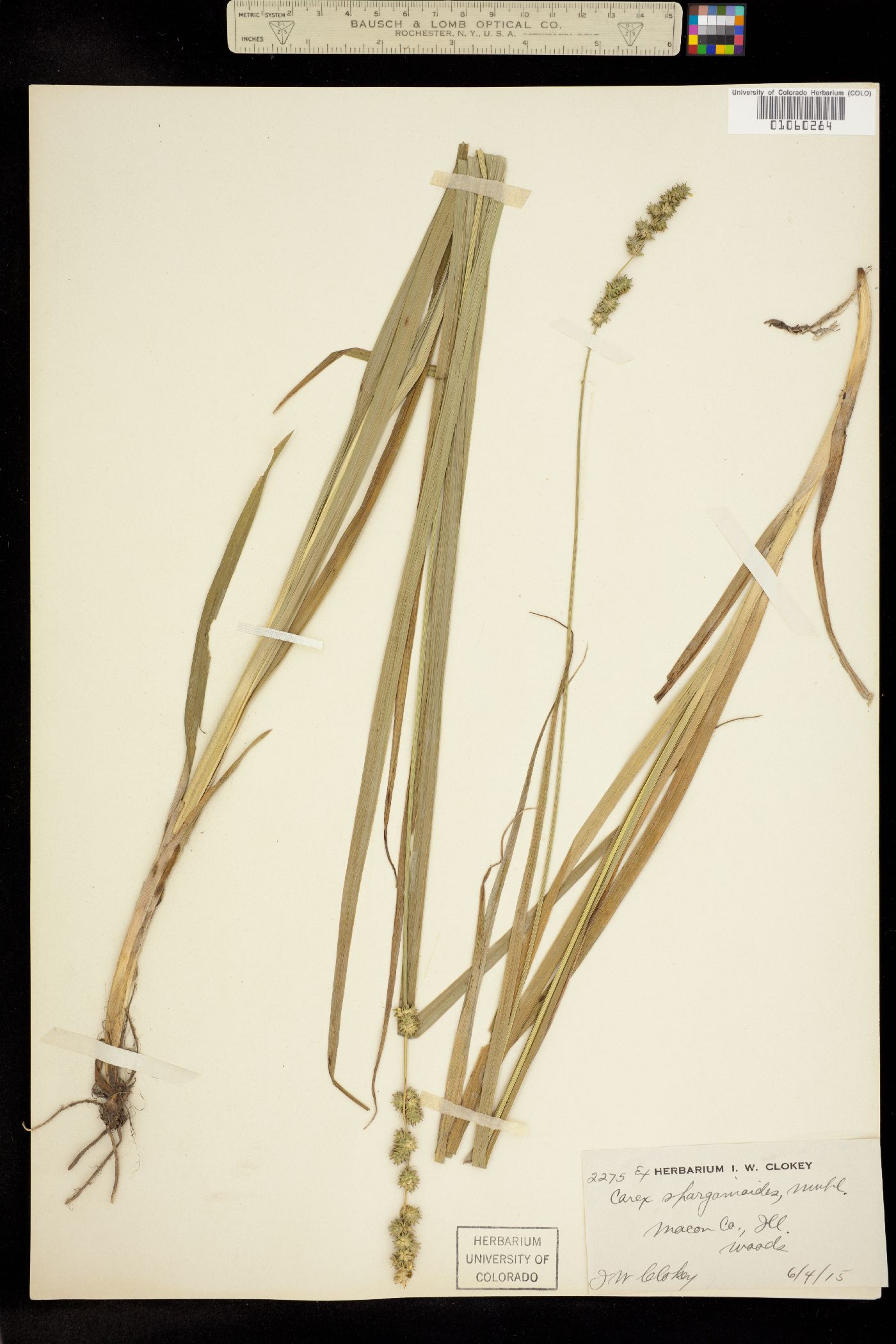 Carex sparganioides image