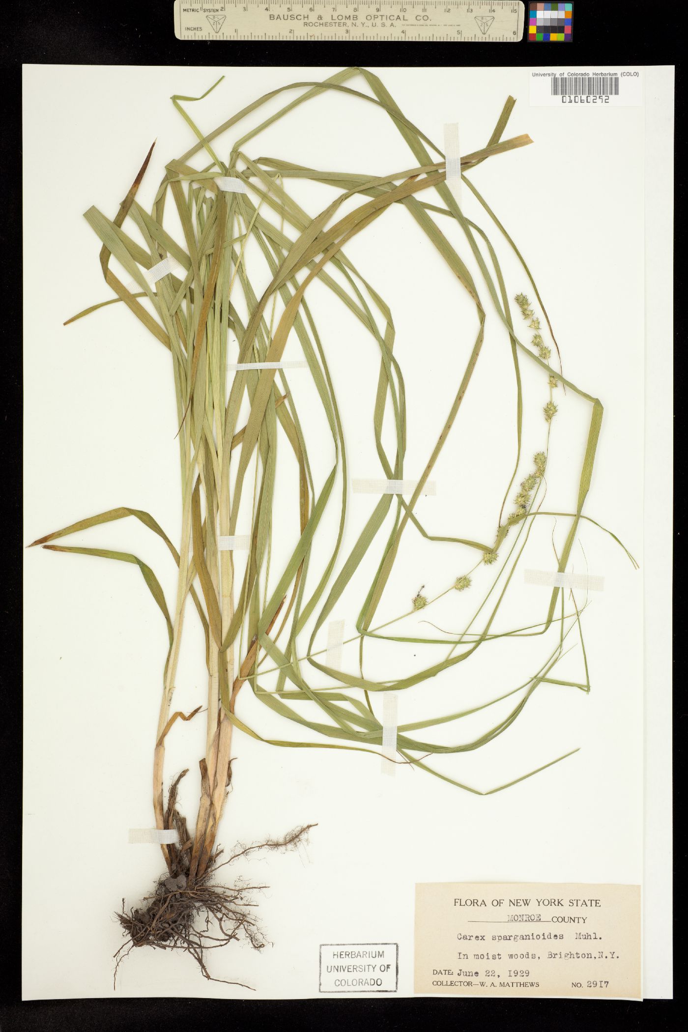 Carex sparganioides image