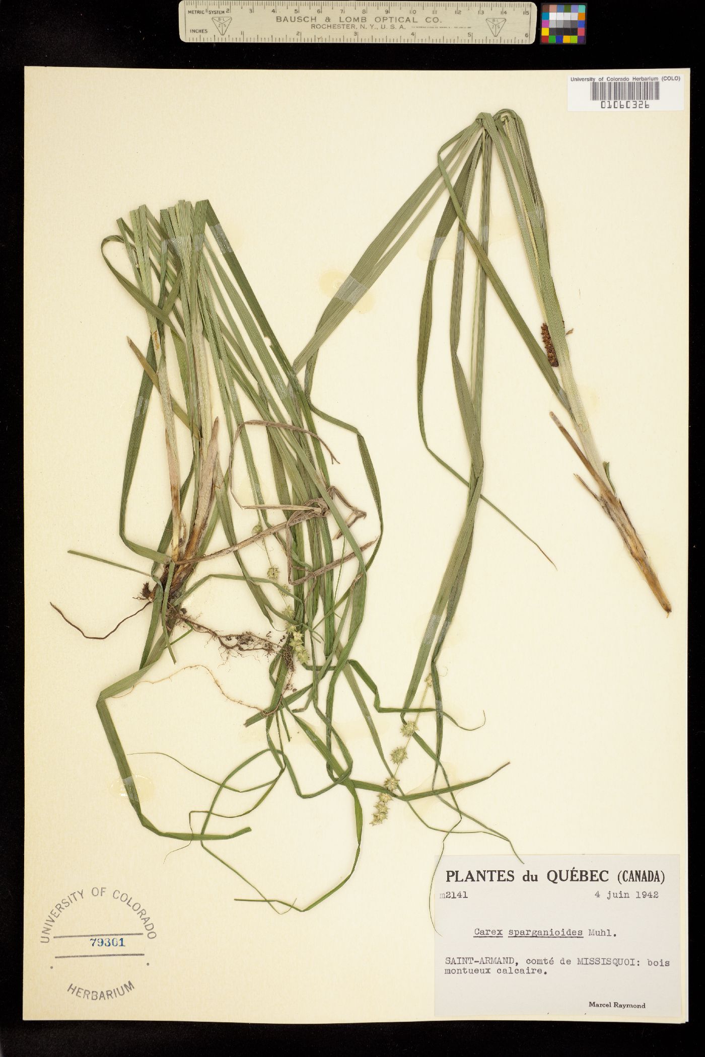 Carex sparganioides image