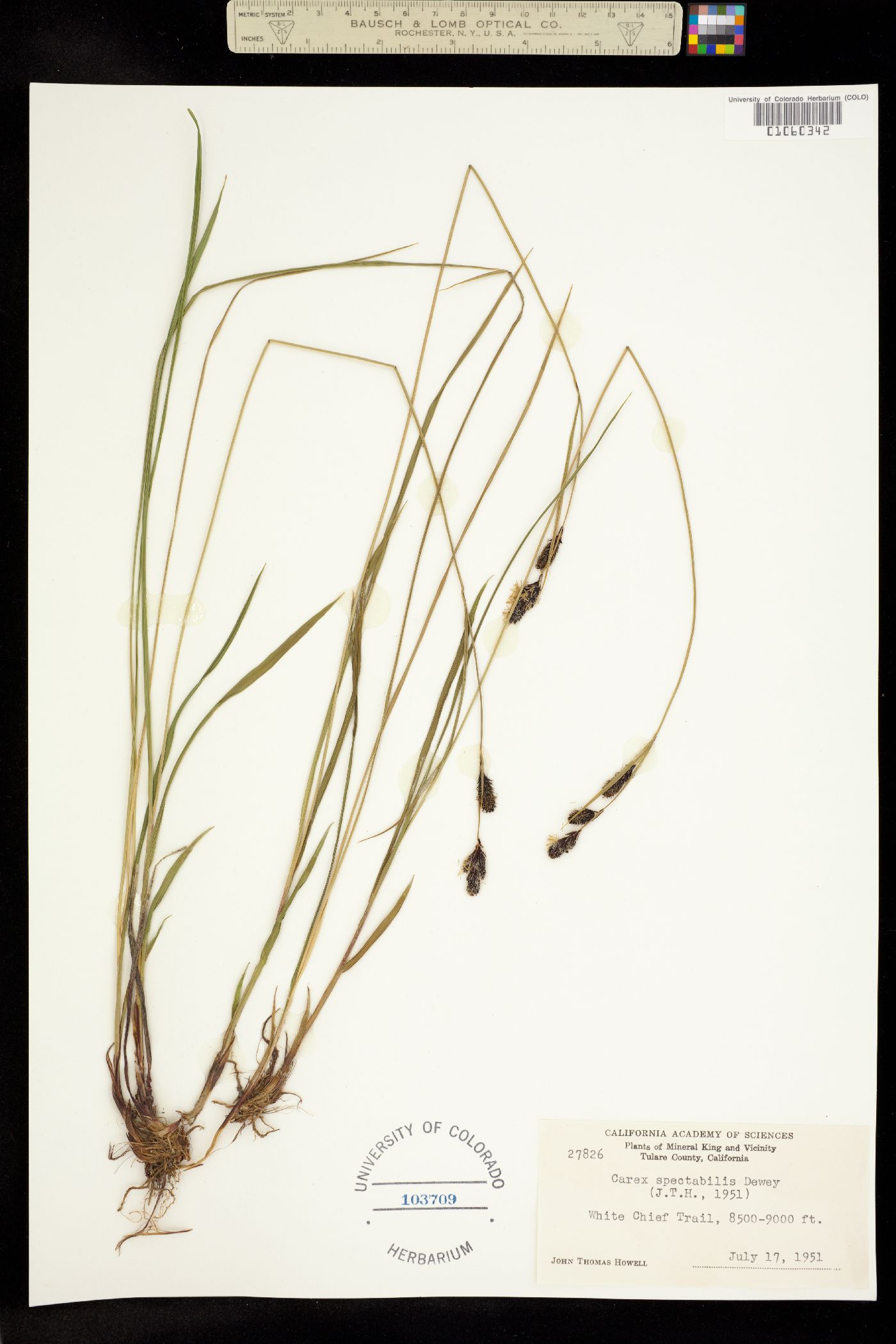 Carex spectabilis image