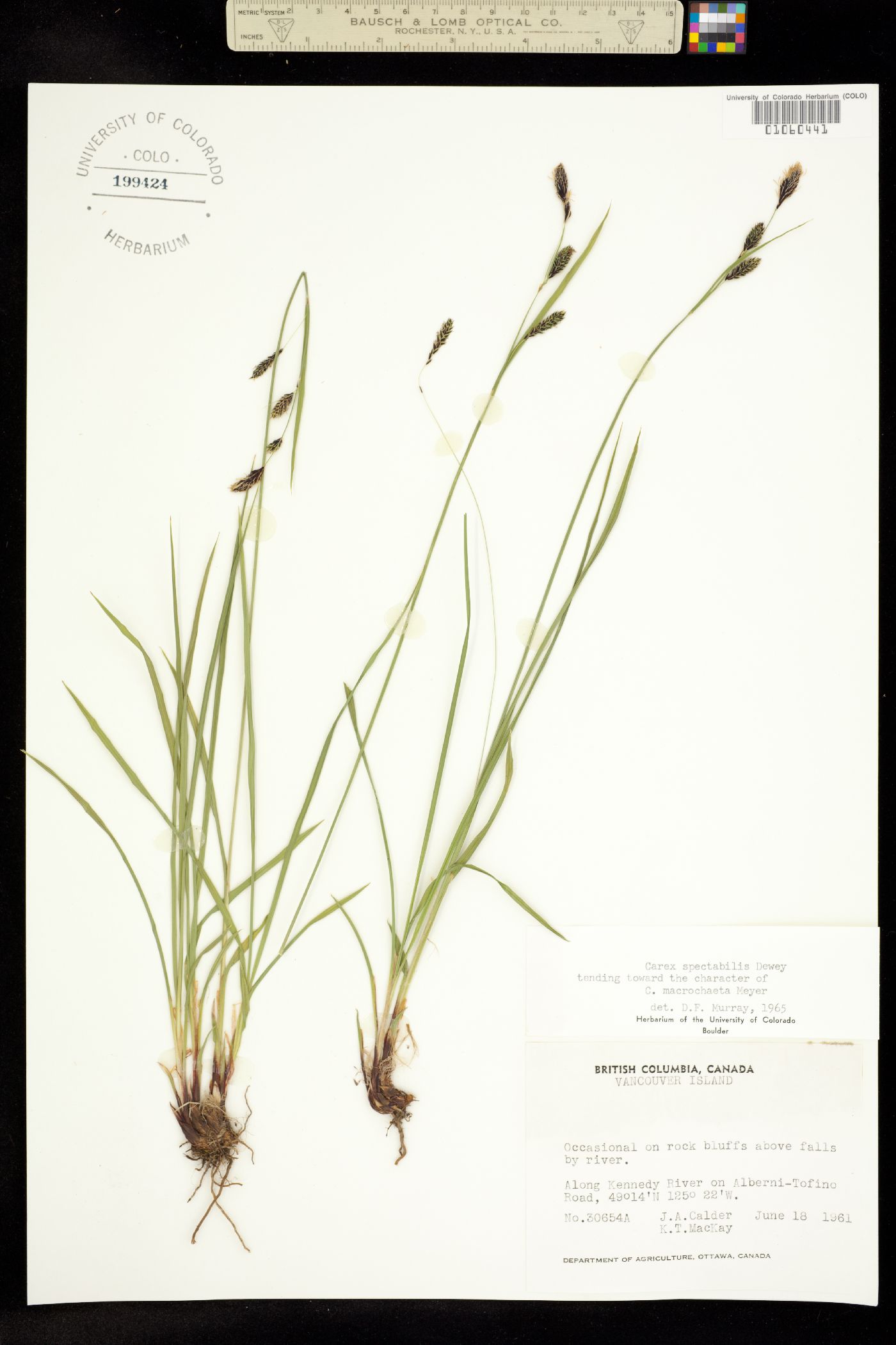 Carex spectabilis image