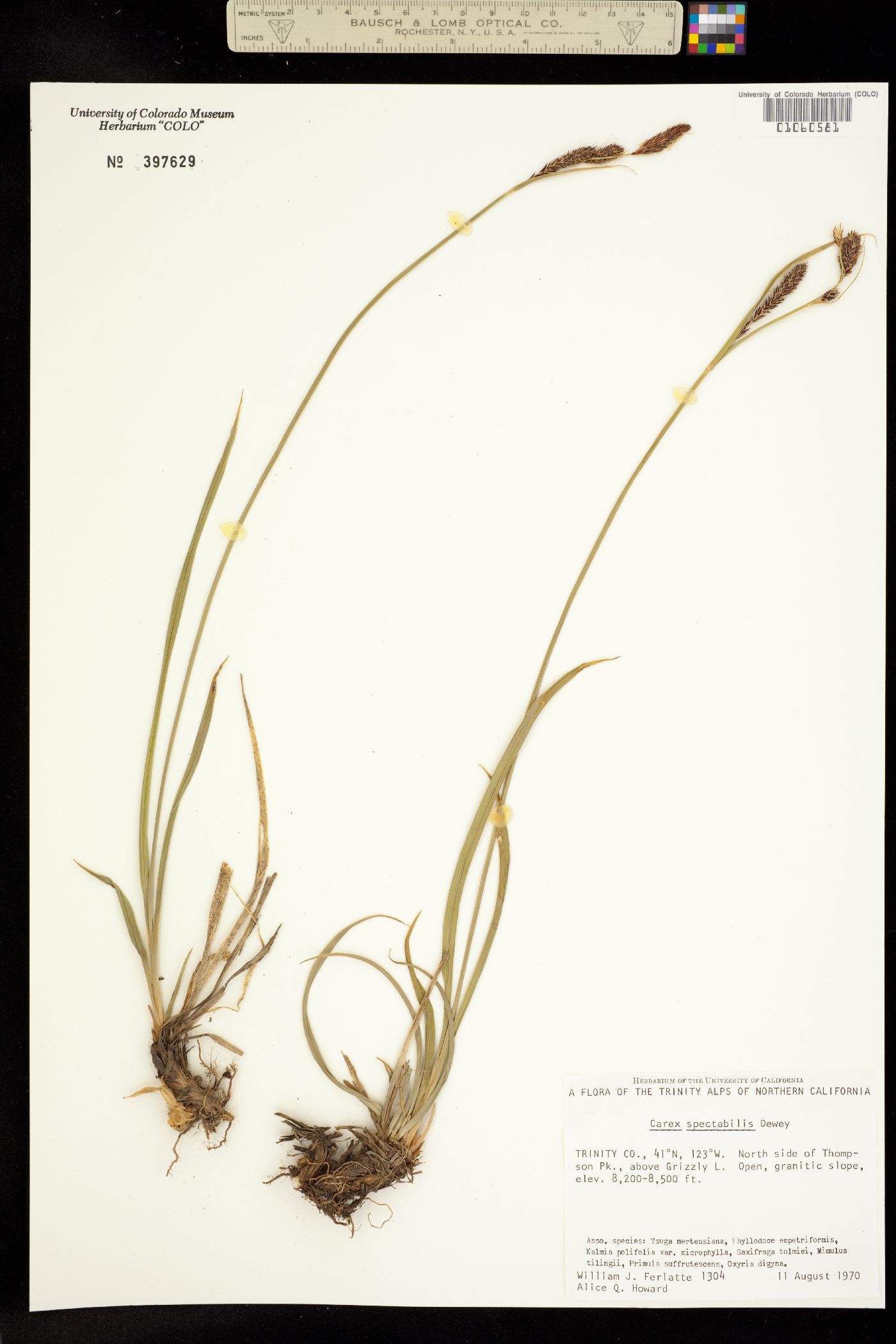 Carex spectabilis image