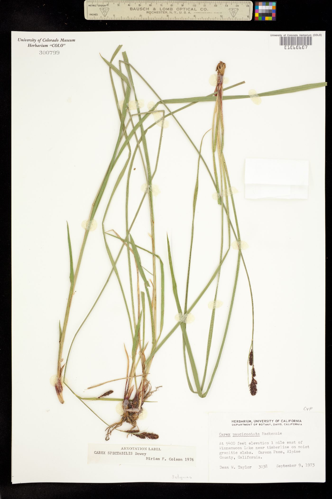 Carex spectabilis image
