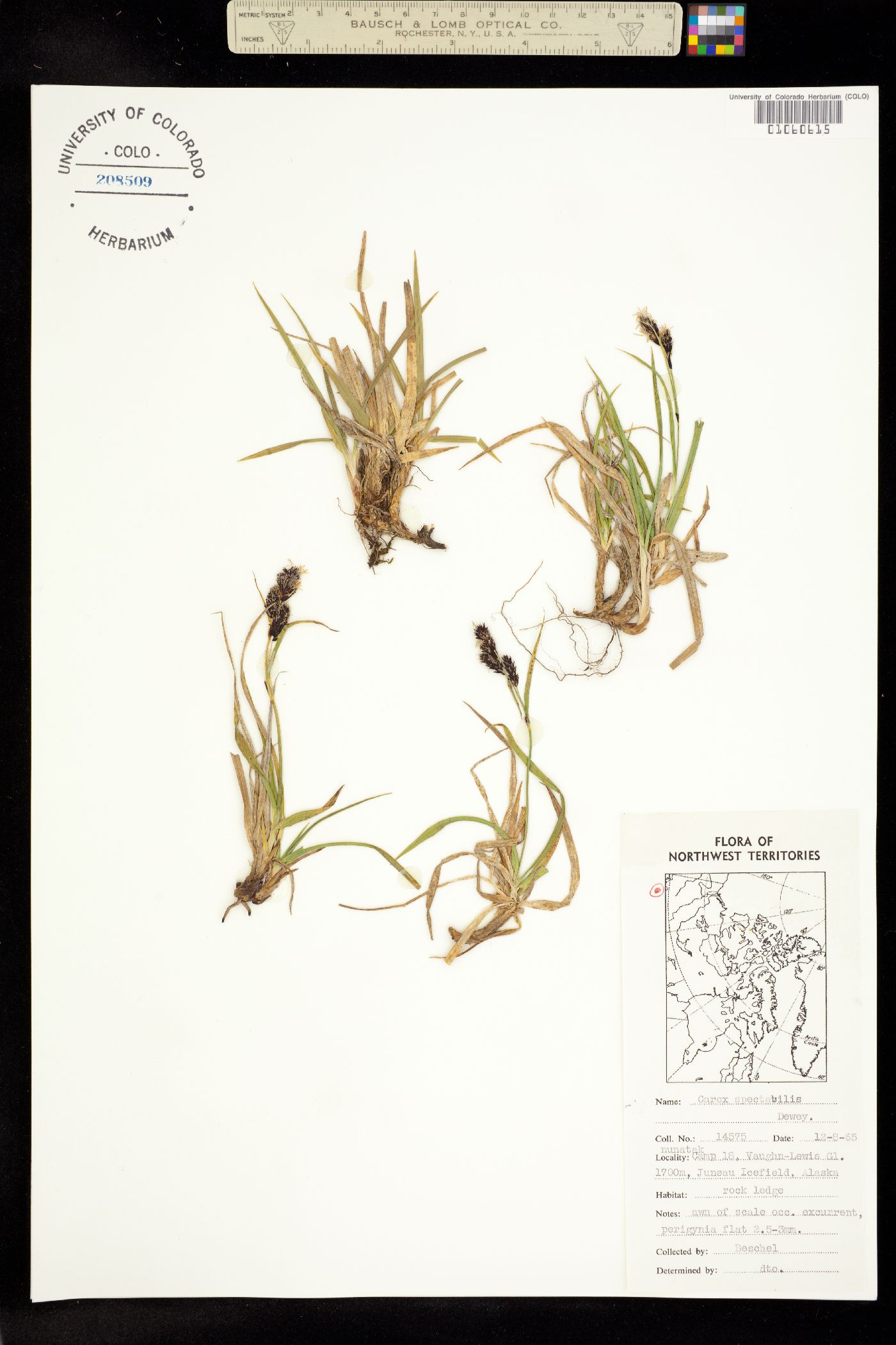 Carex spectabilis image