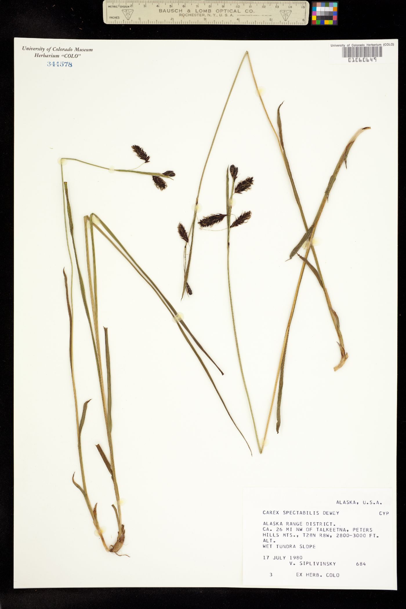 Carex spectabilis image