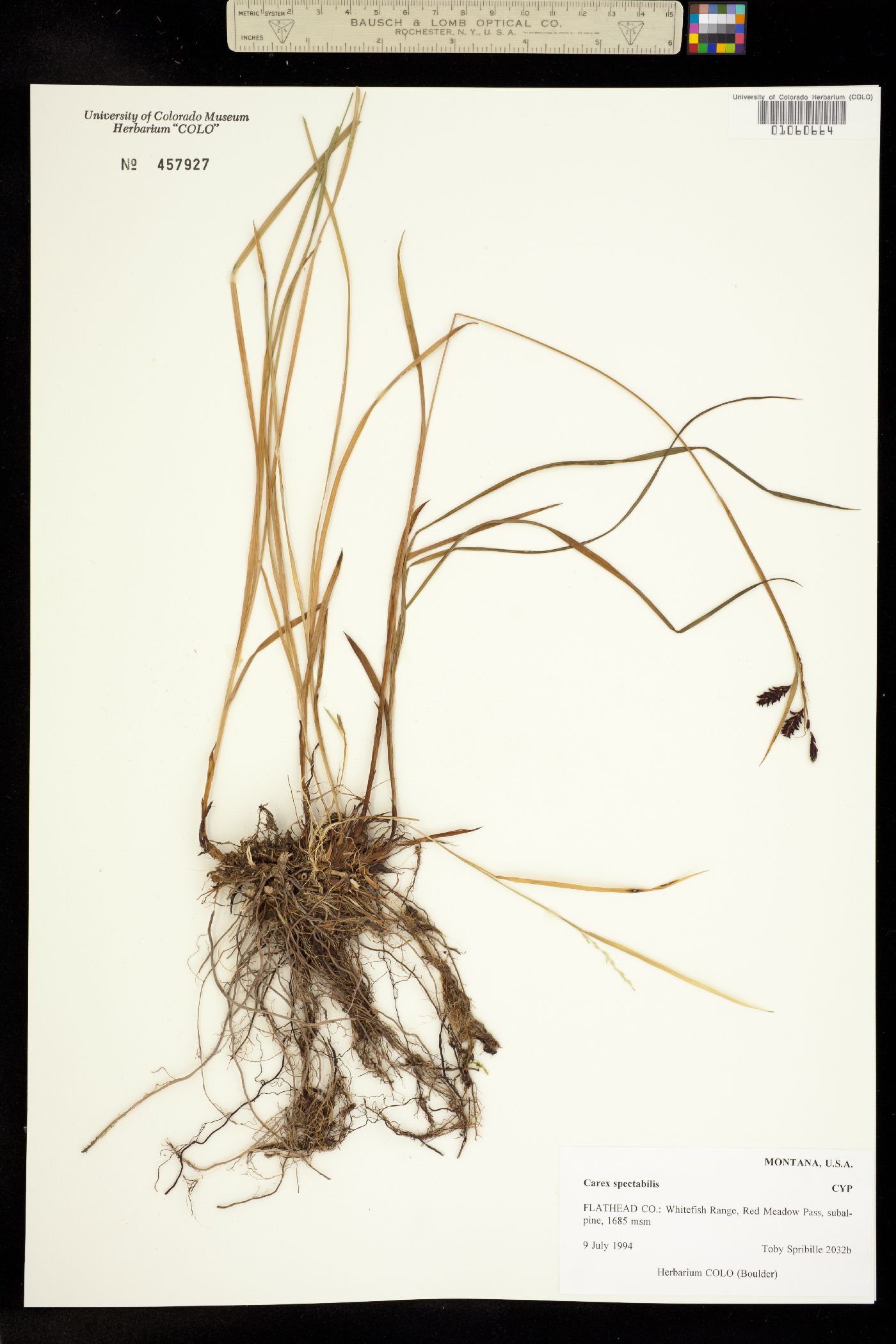 Carex spectabilis image