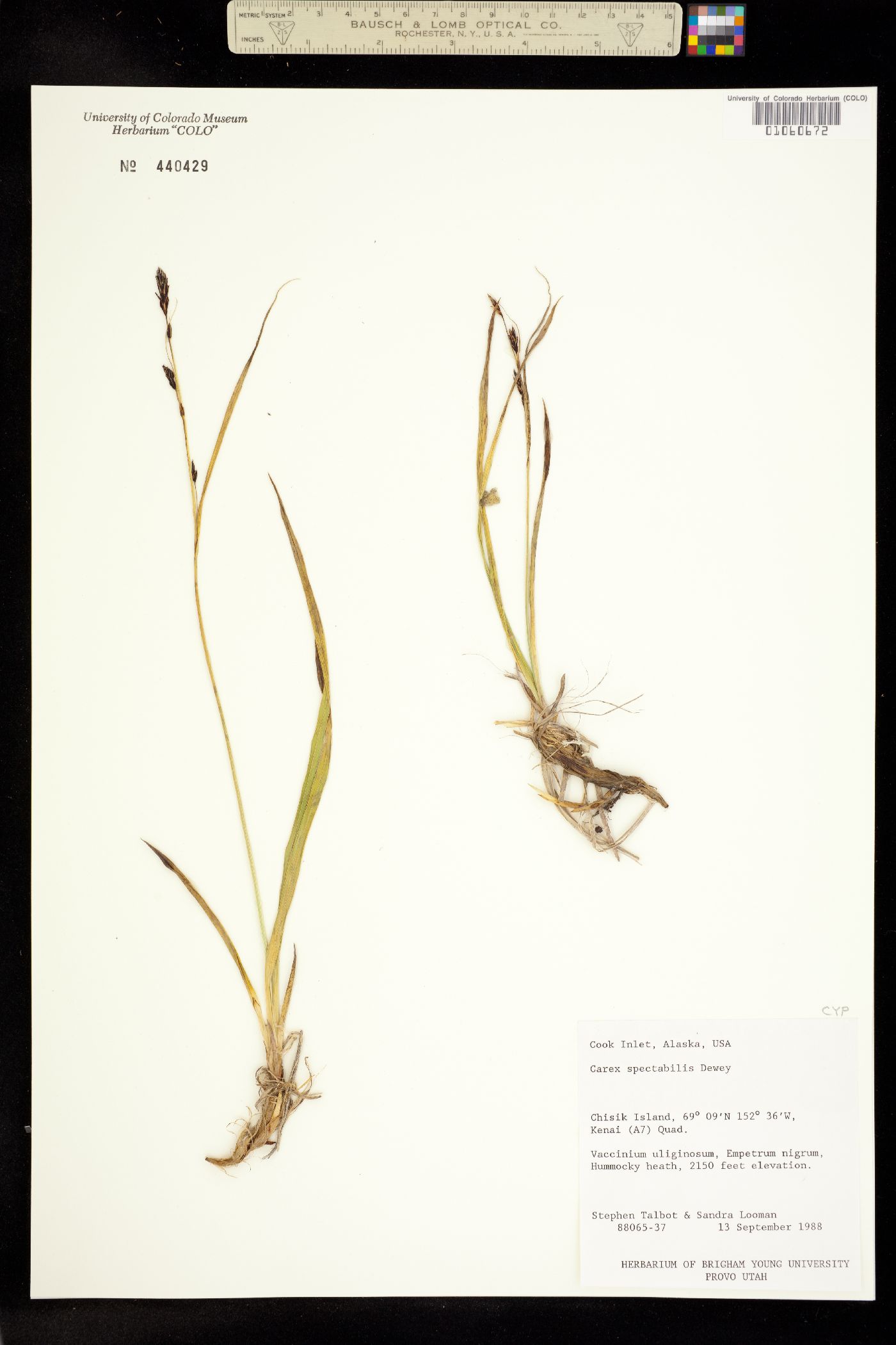Carex spectabilis image