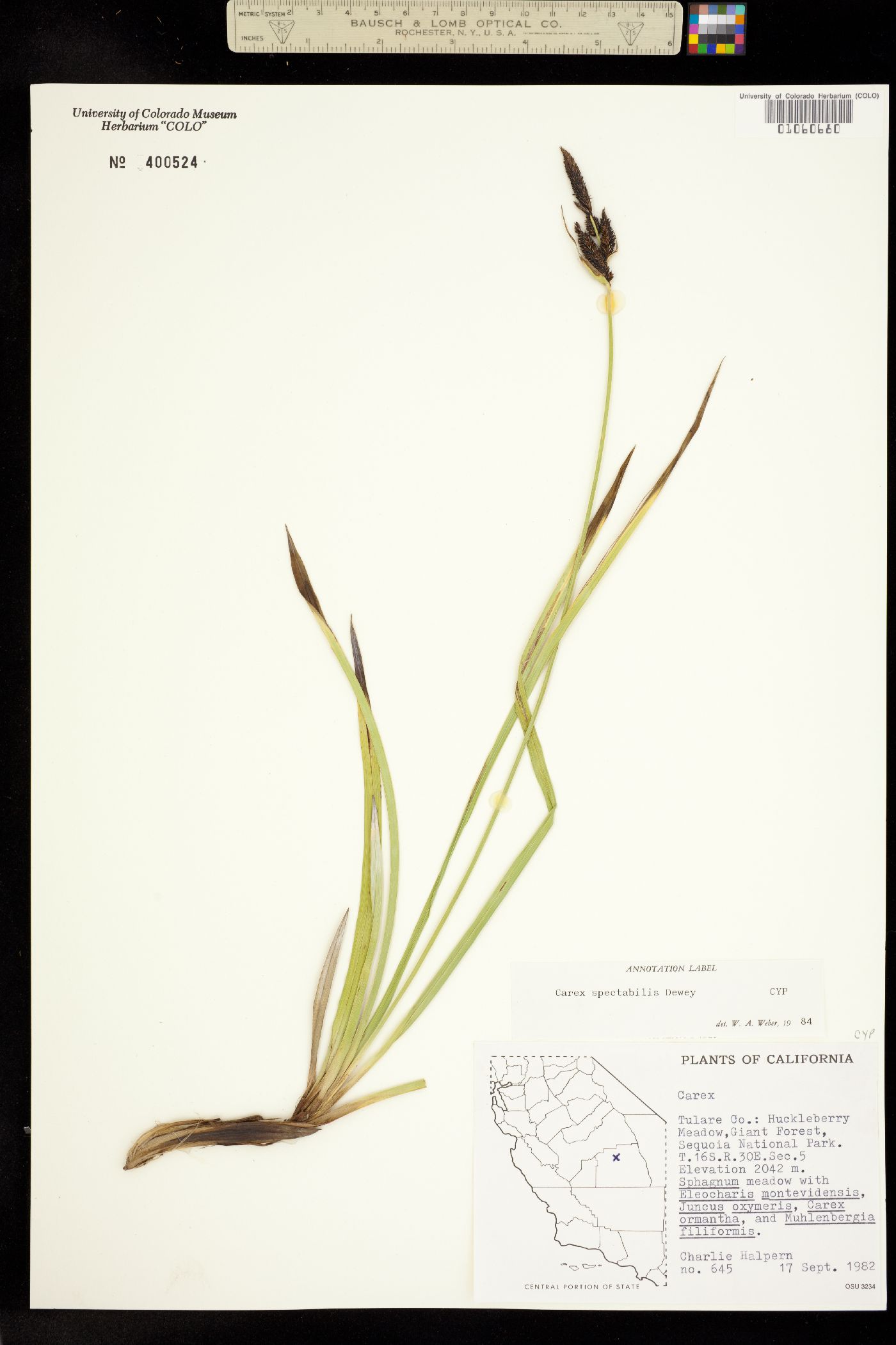 Carex spectabilis image