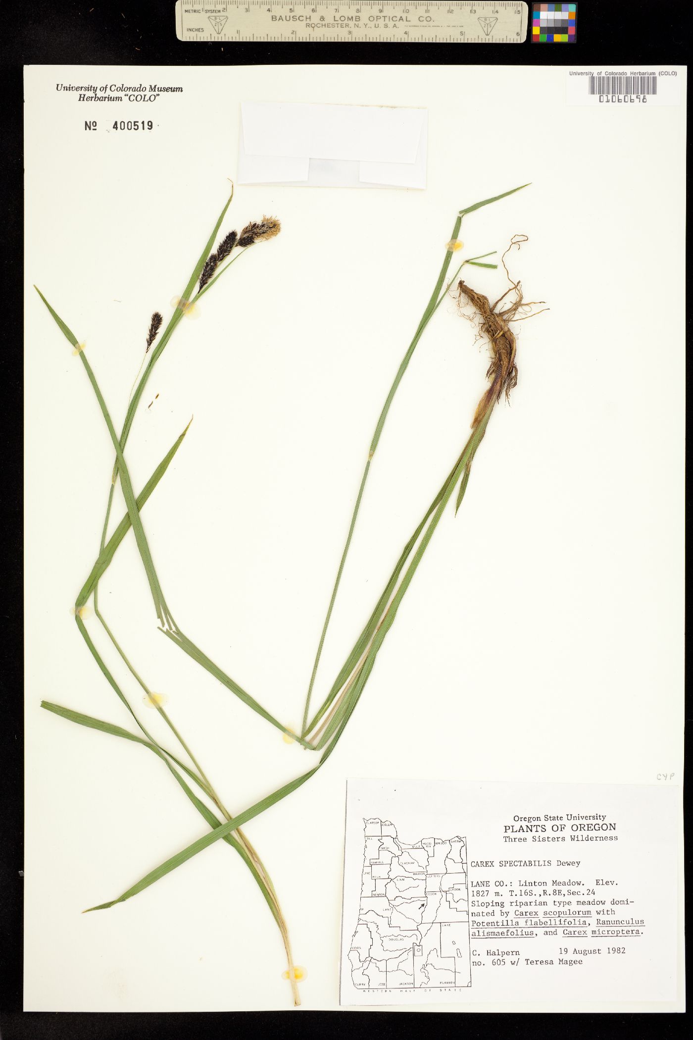 Carex spectabilis image