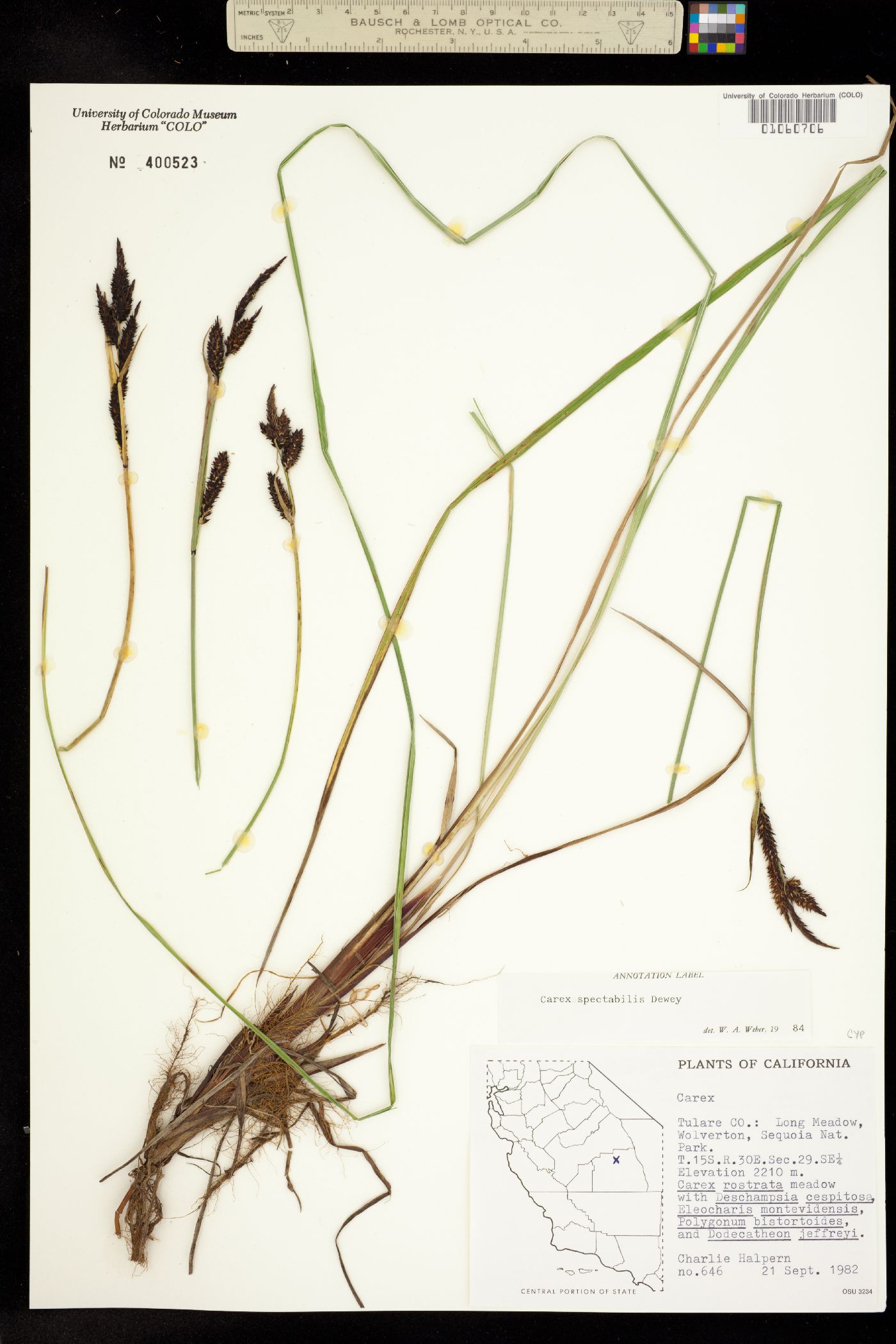 Carex spectabilis image