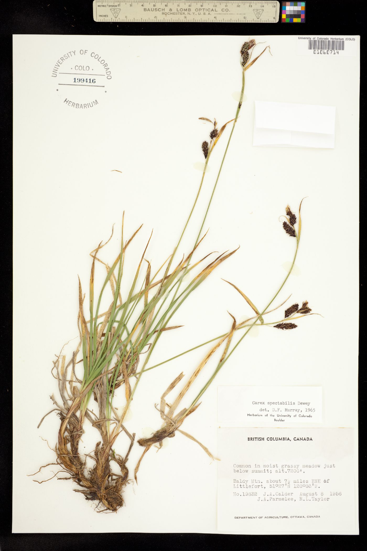 Carex spectabilis image