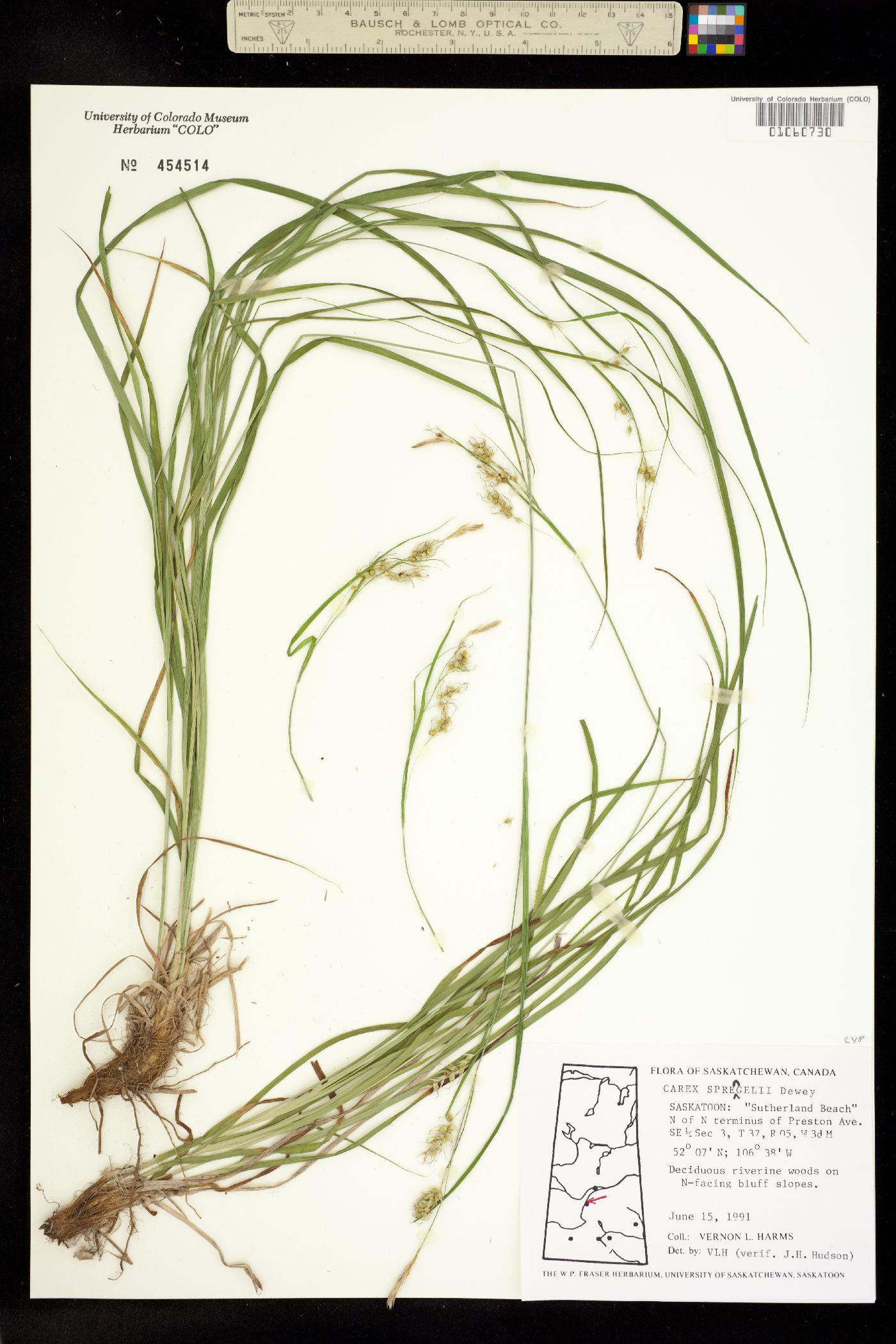 Carex sprengelii image