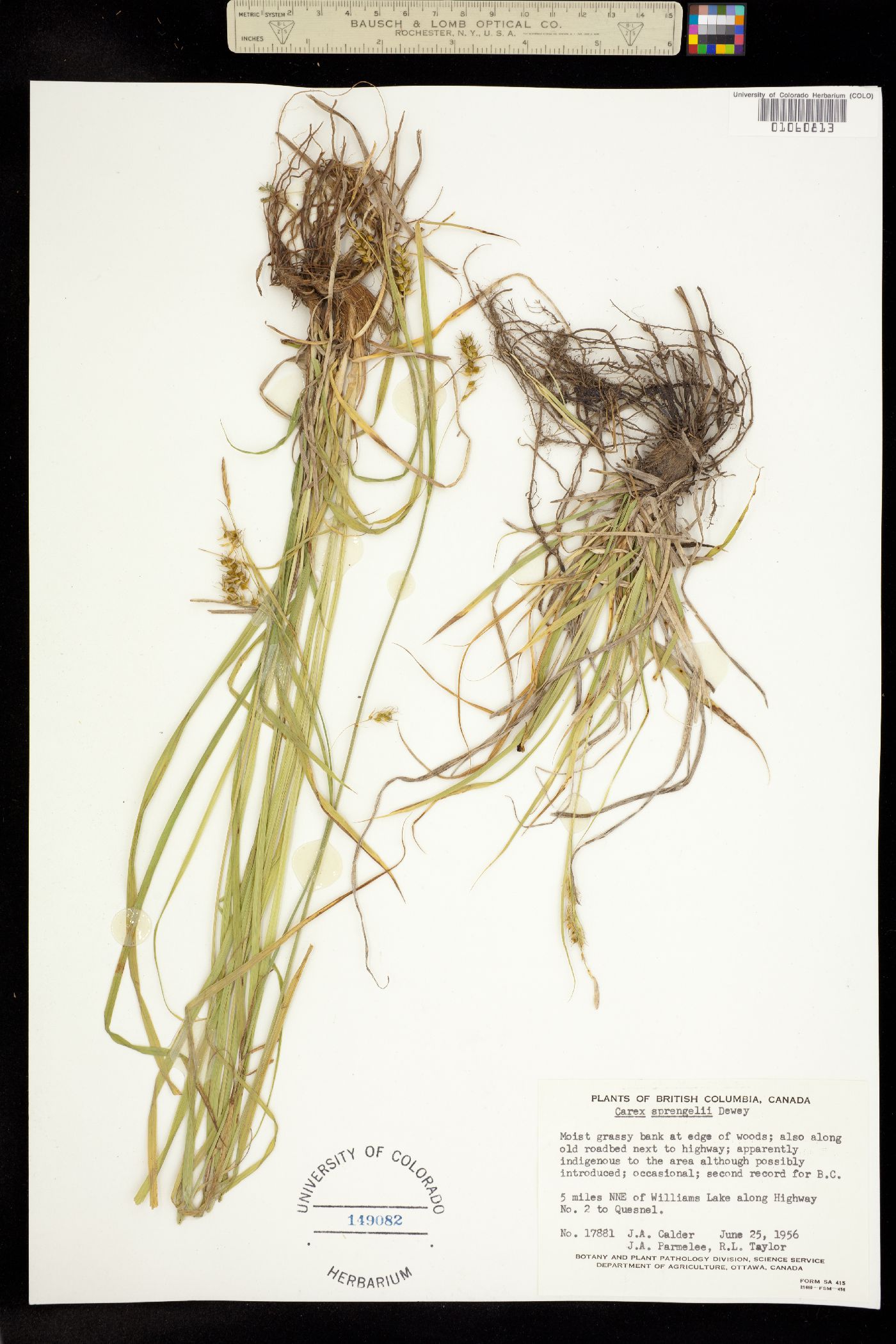 Carex sprengelii image