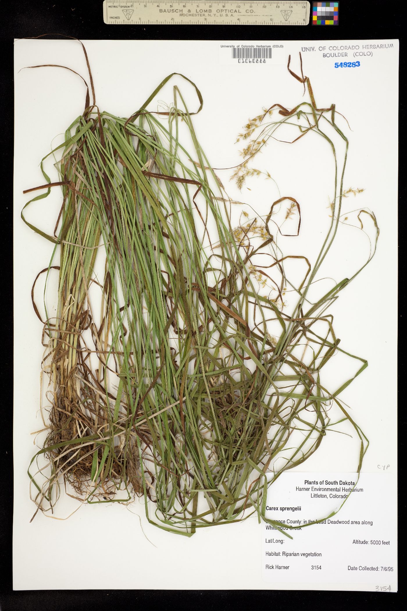 Carex sprengelii image
