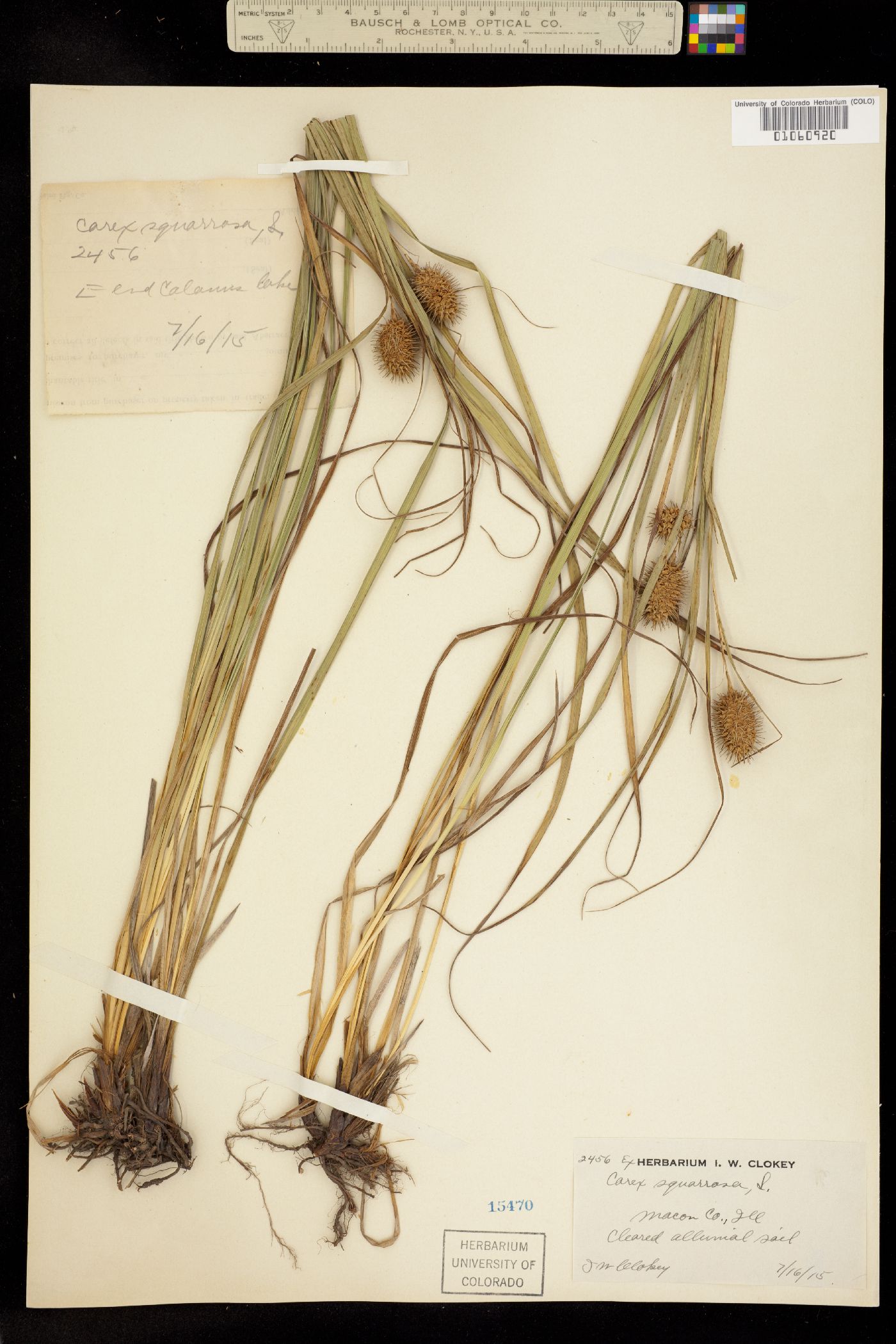 Carex squarrosa image