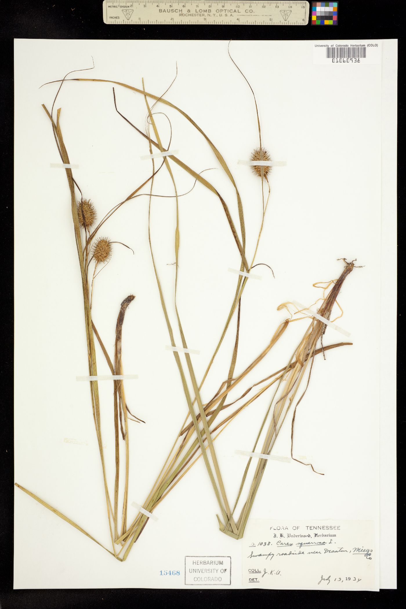 Carex squarrosa image
