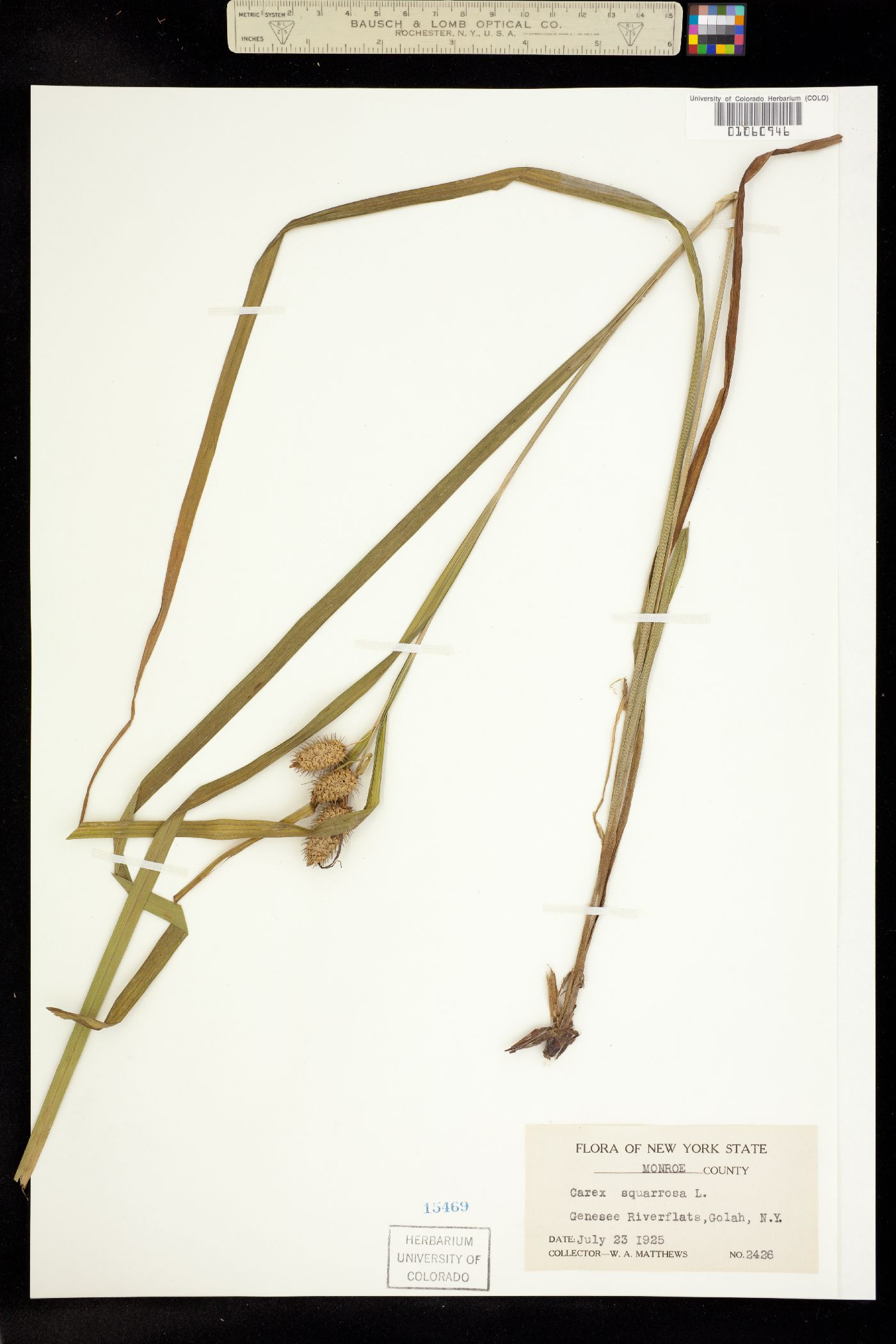 Carex squarrosa image