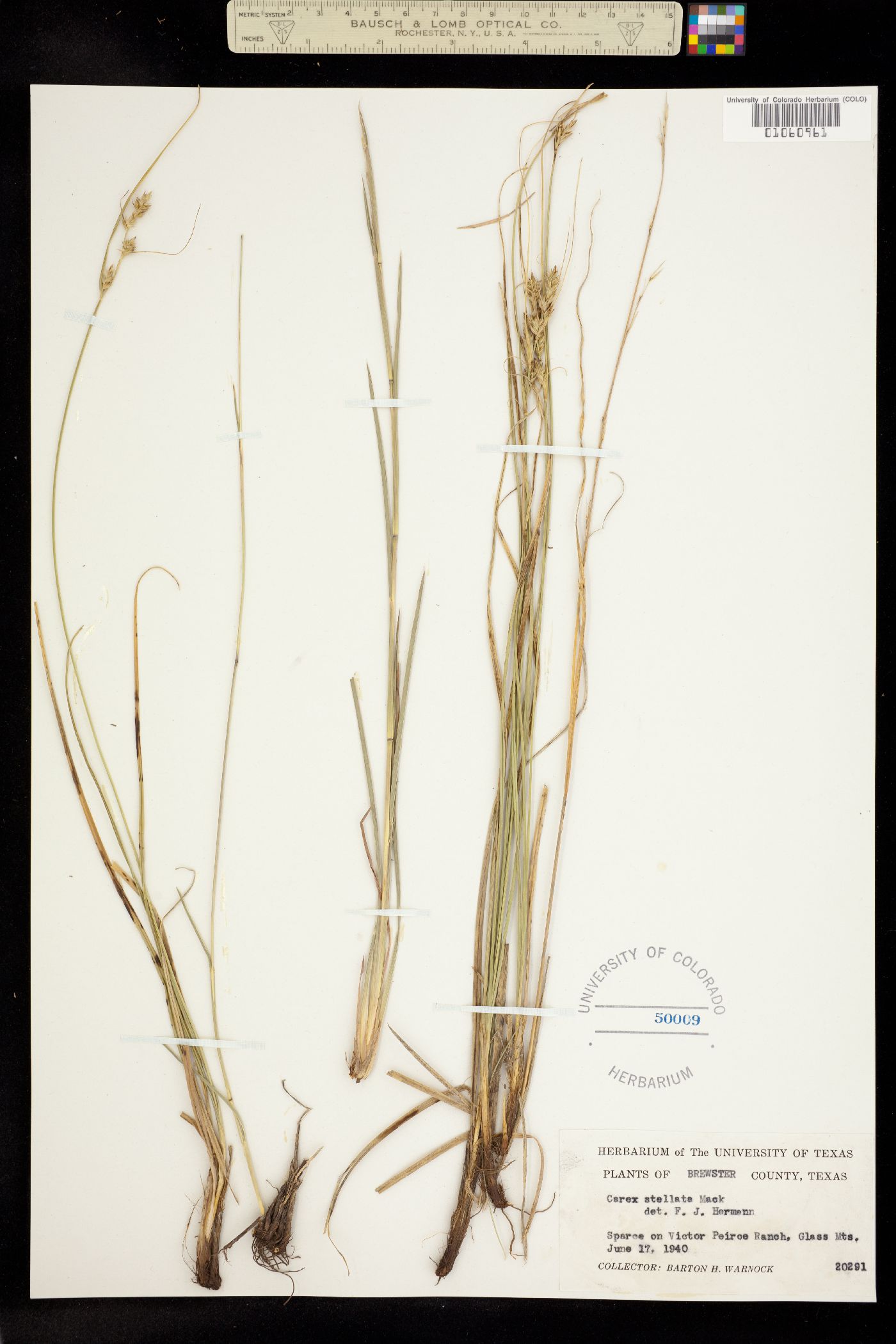 Carex stellata image