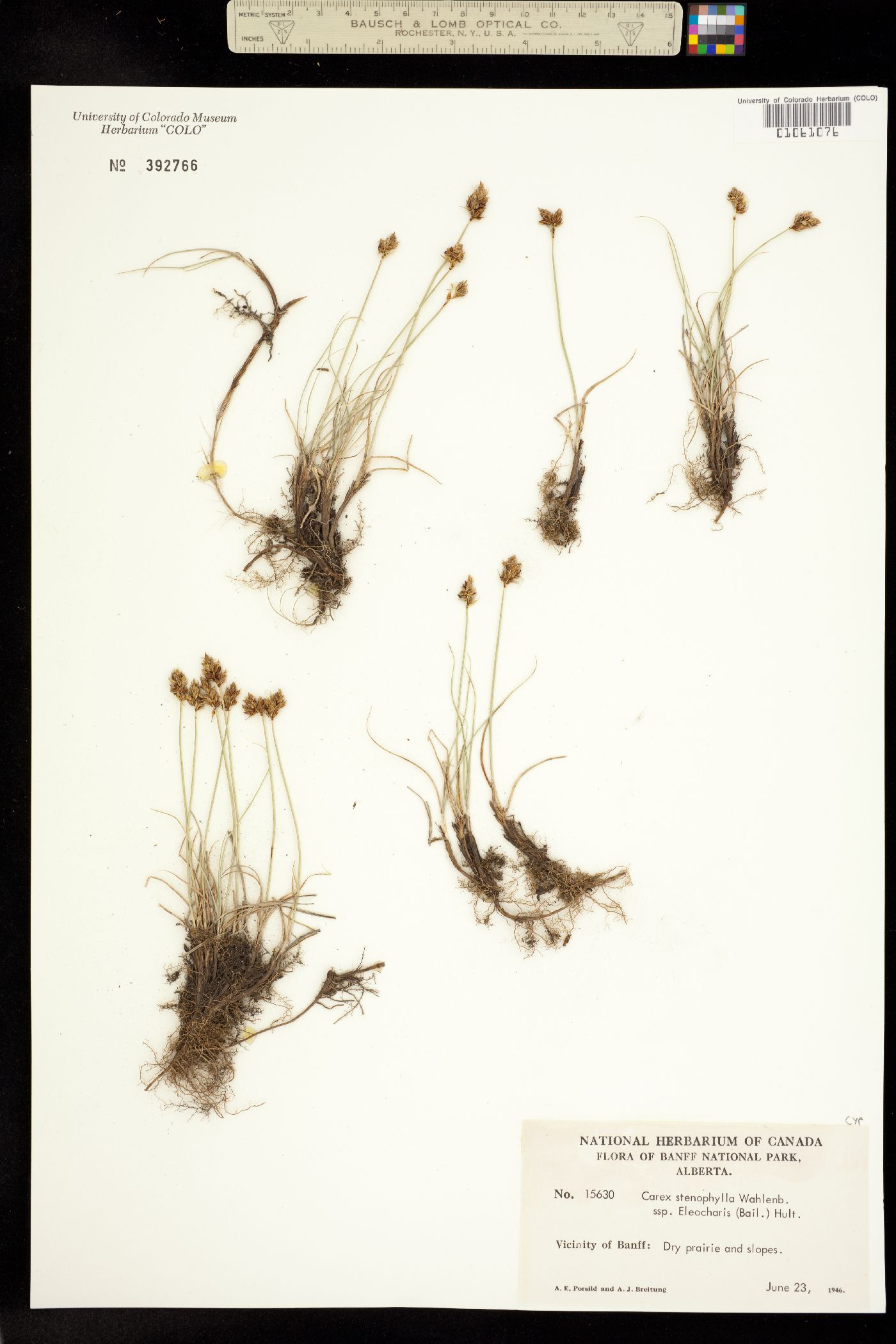 Carex duriuscula image