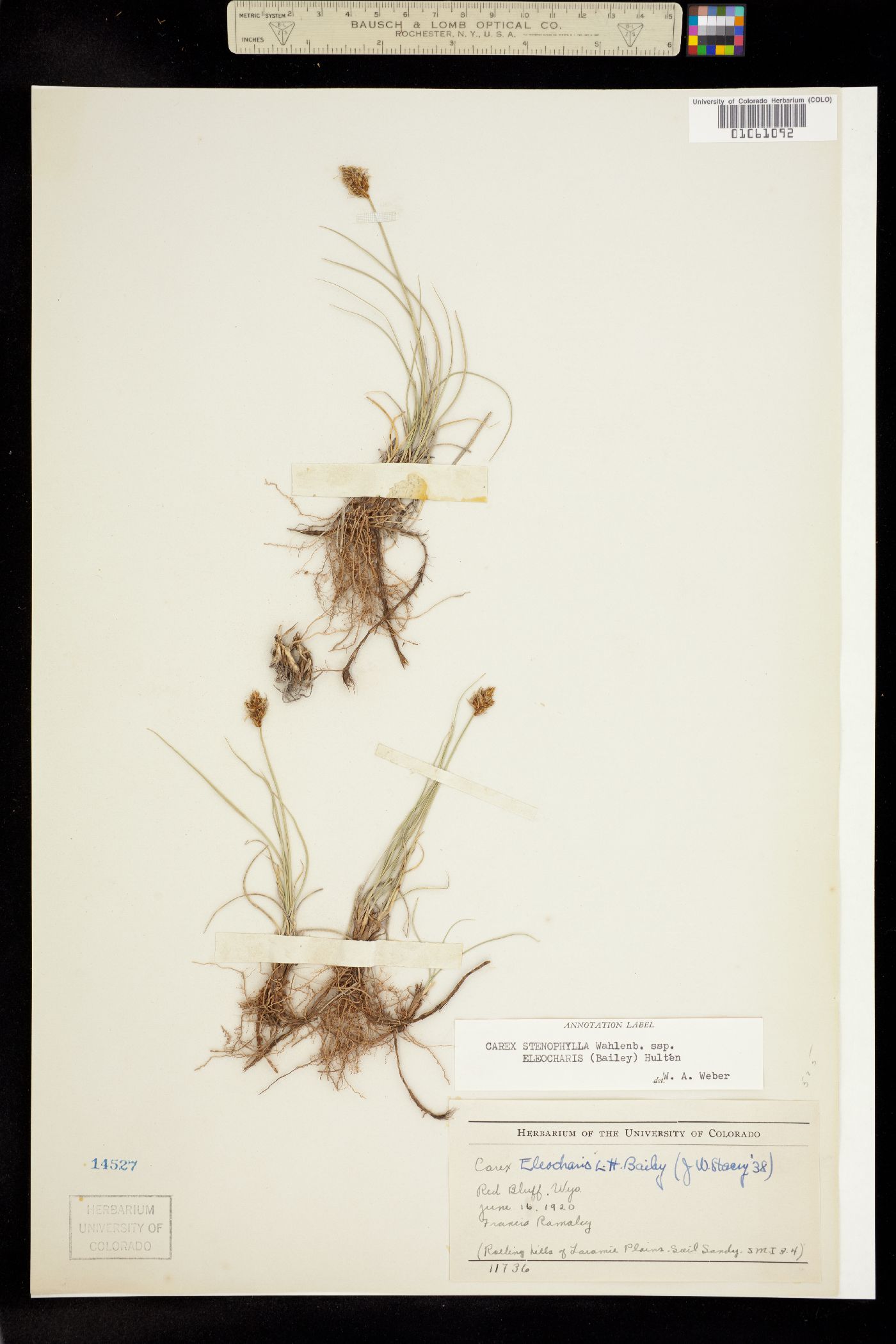 Carex duriuscula image