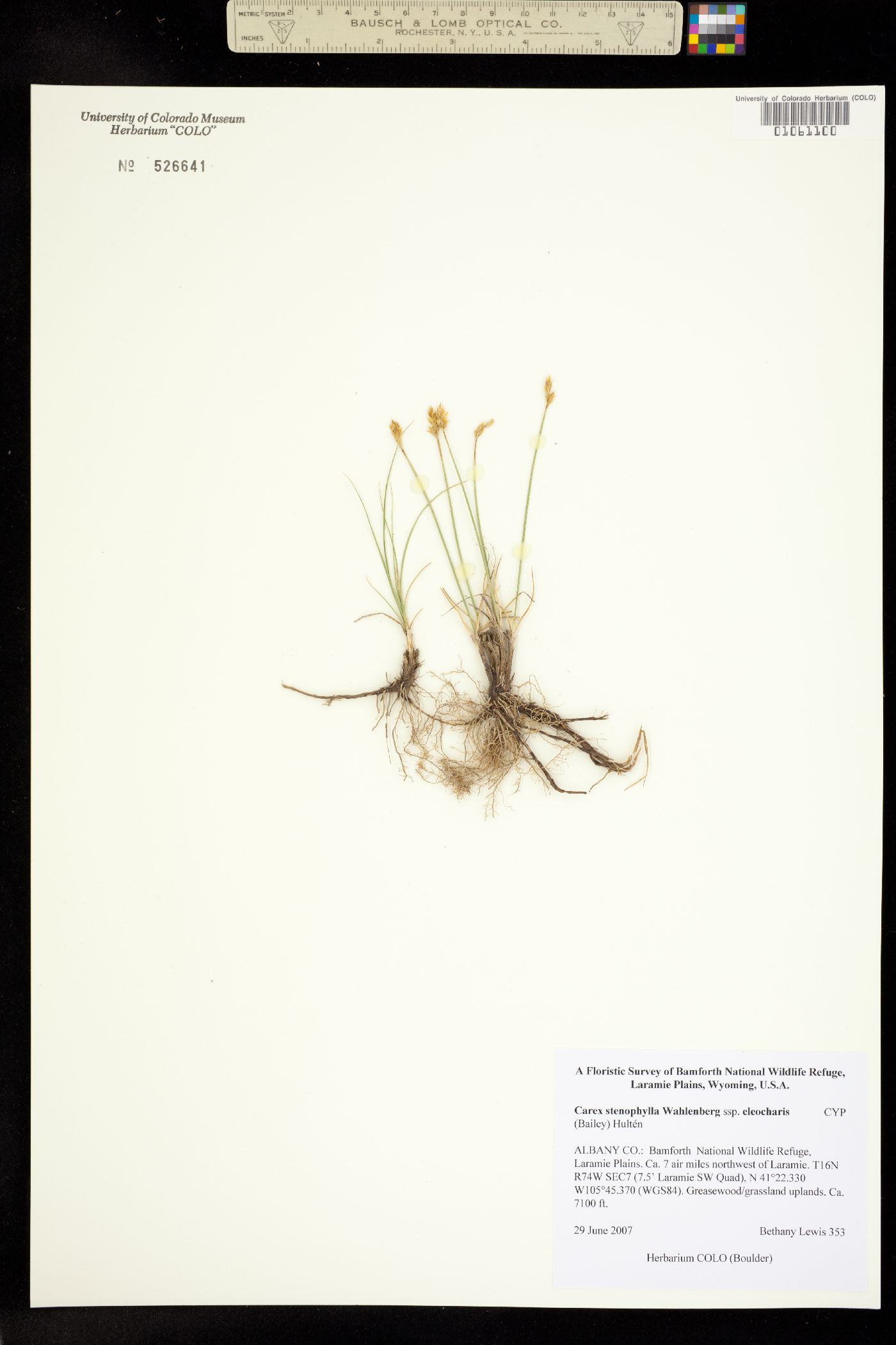 Carex duriuscula image