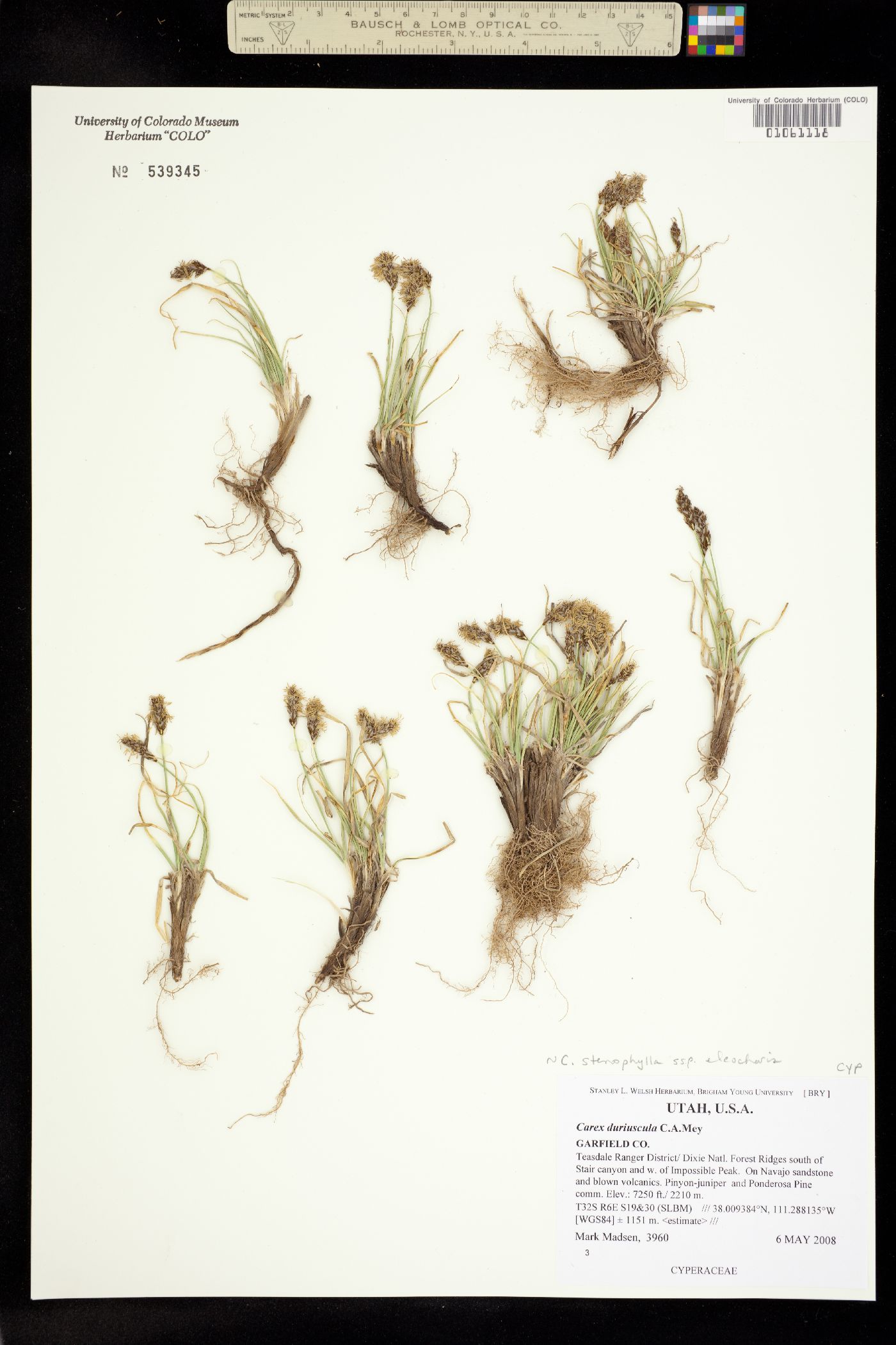 Carex duriuscula image