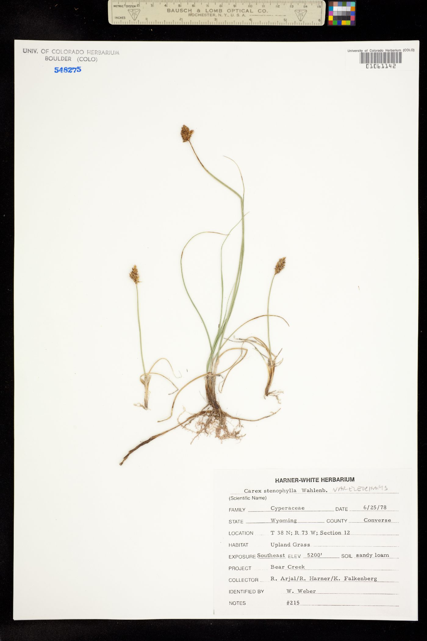 Carex duriuscula image