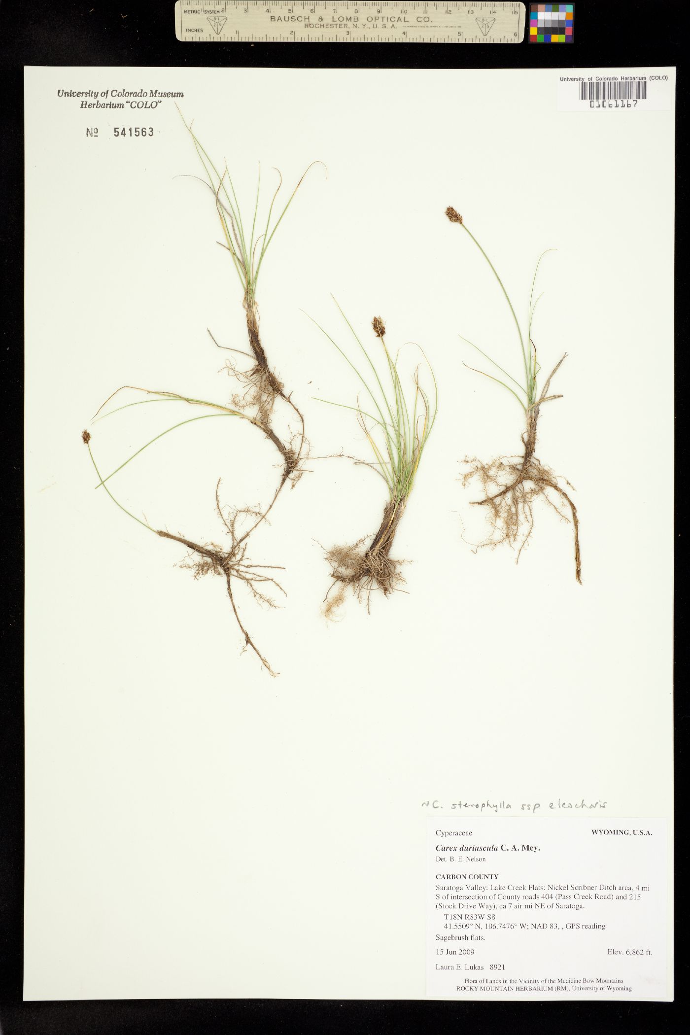 Carex duriuscula image