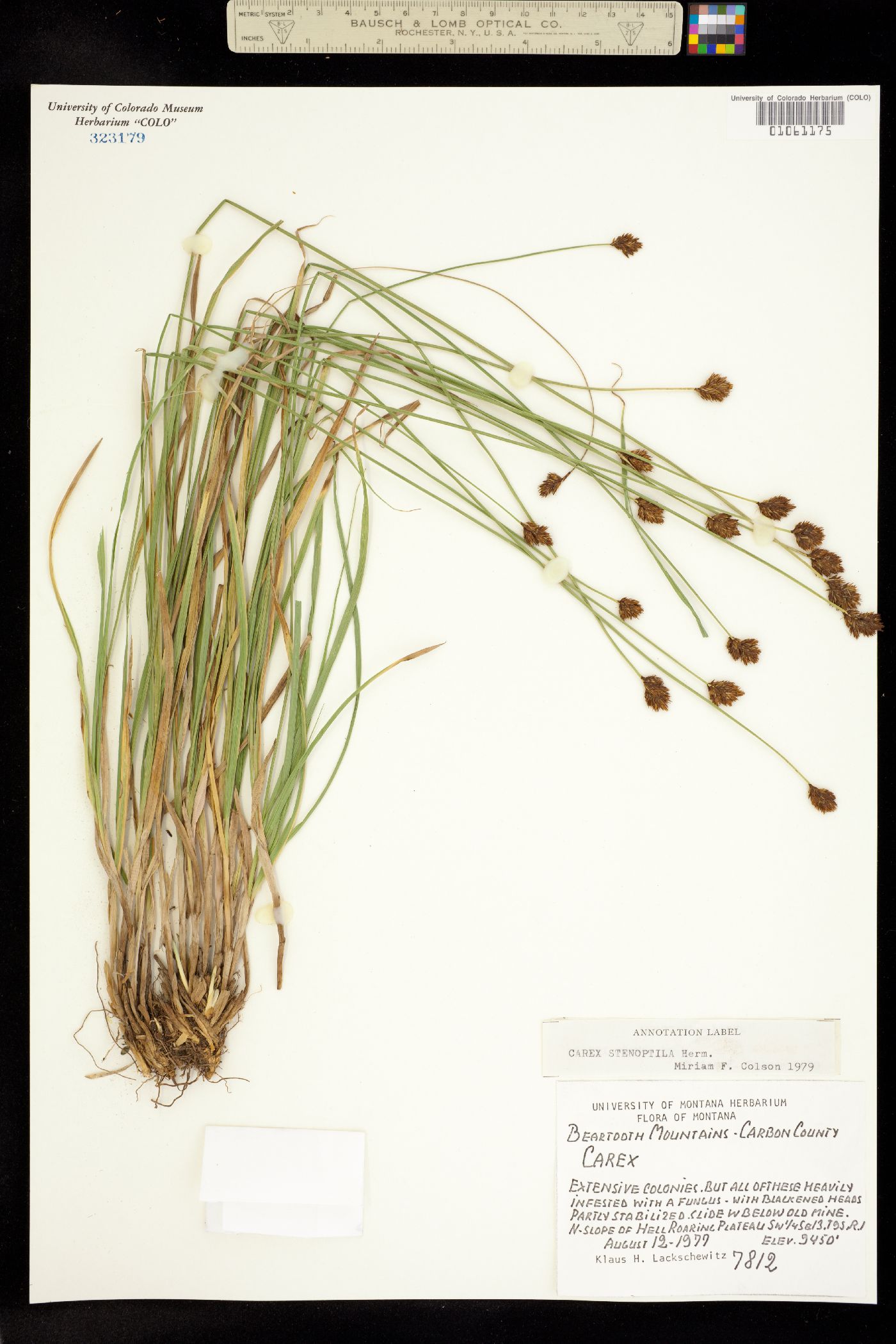 Carex stenoptila image