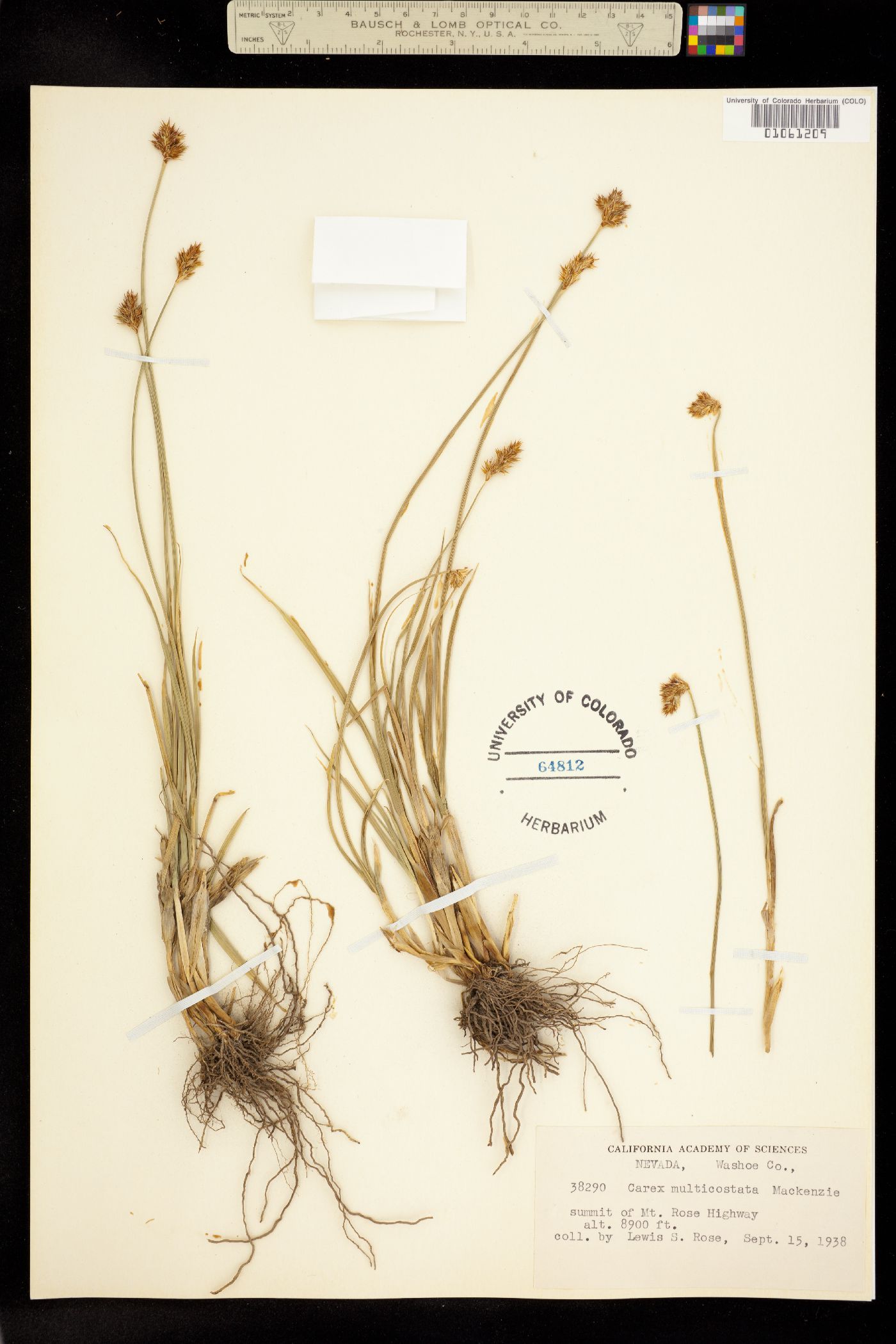 Carex stenoptila image