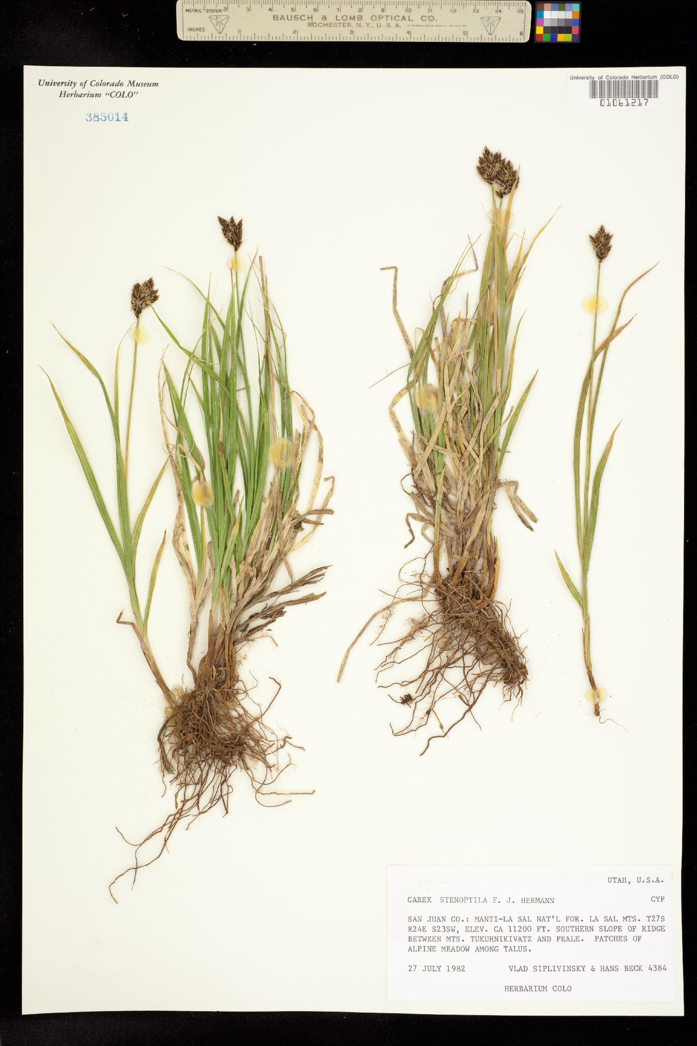 Carex stenoptila image